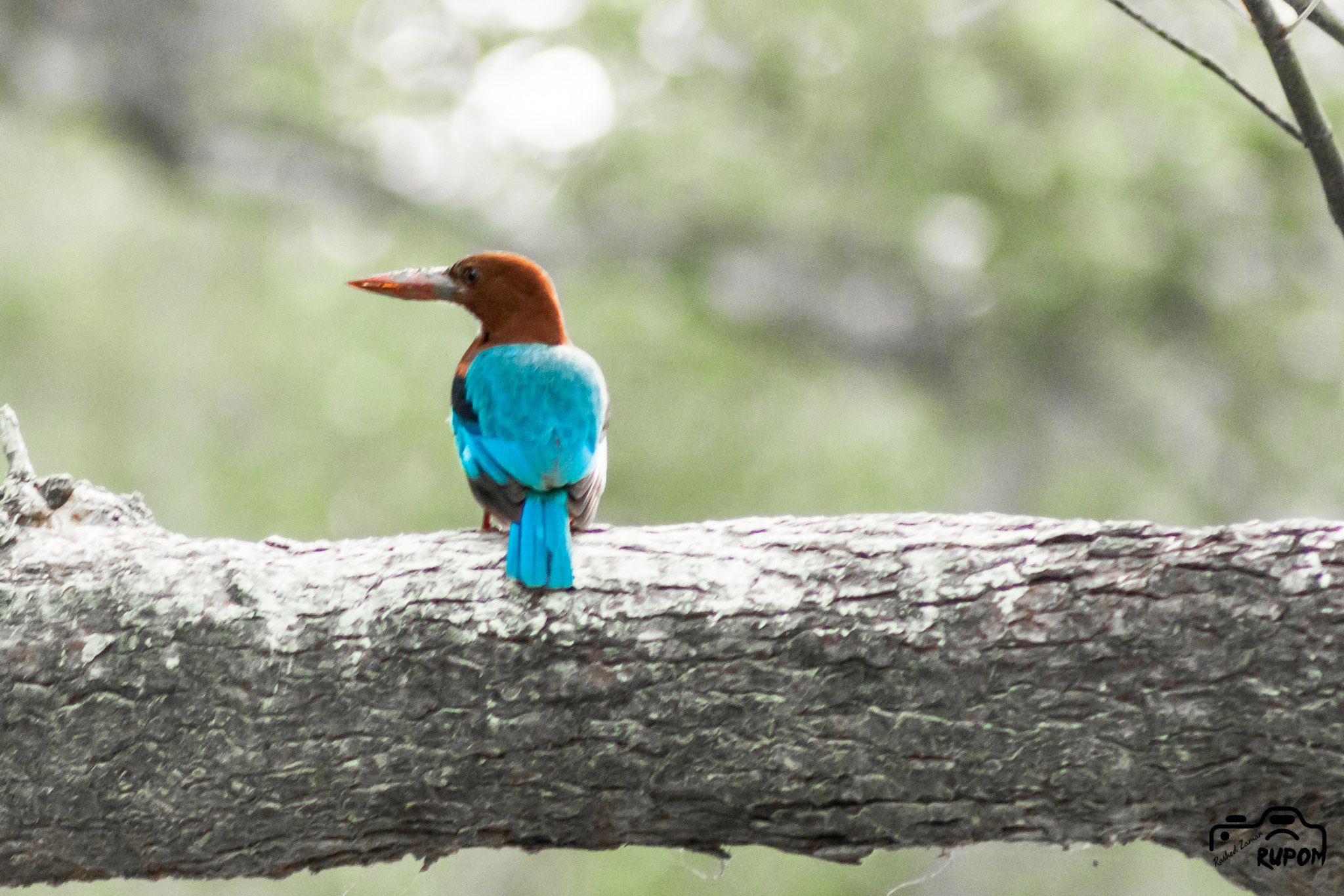 Canon EF 75-300mm f/4-5.6 USM sample photo. White breasted kingfisher photography