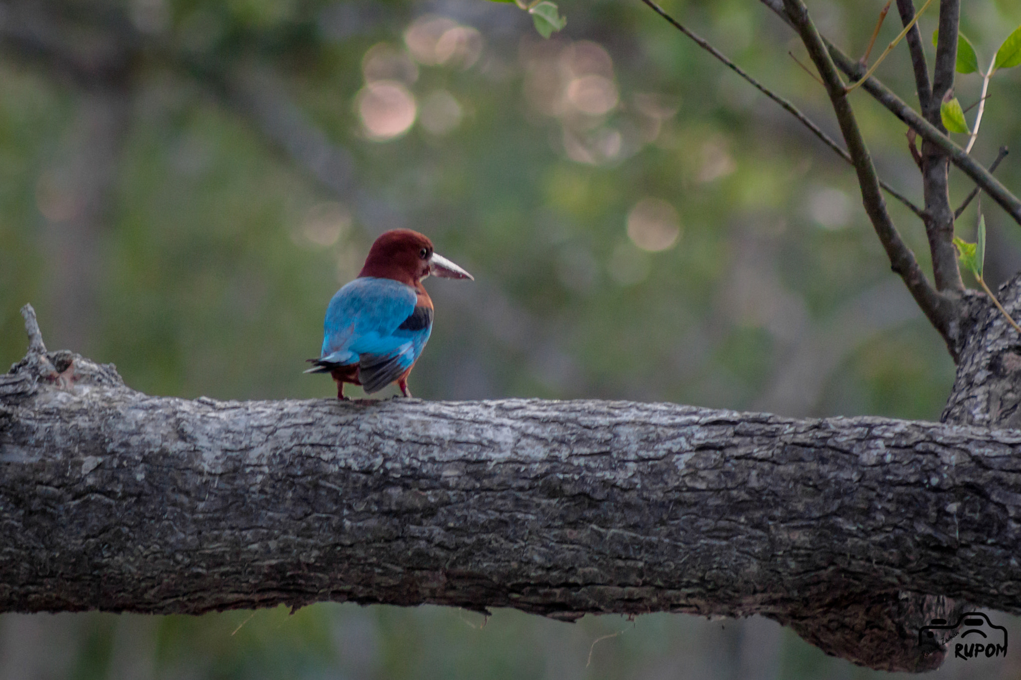 Canon EF 75-300mm f/4-5.6 USM sample photo. White breasted kingfisher photography