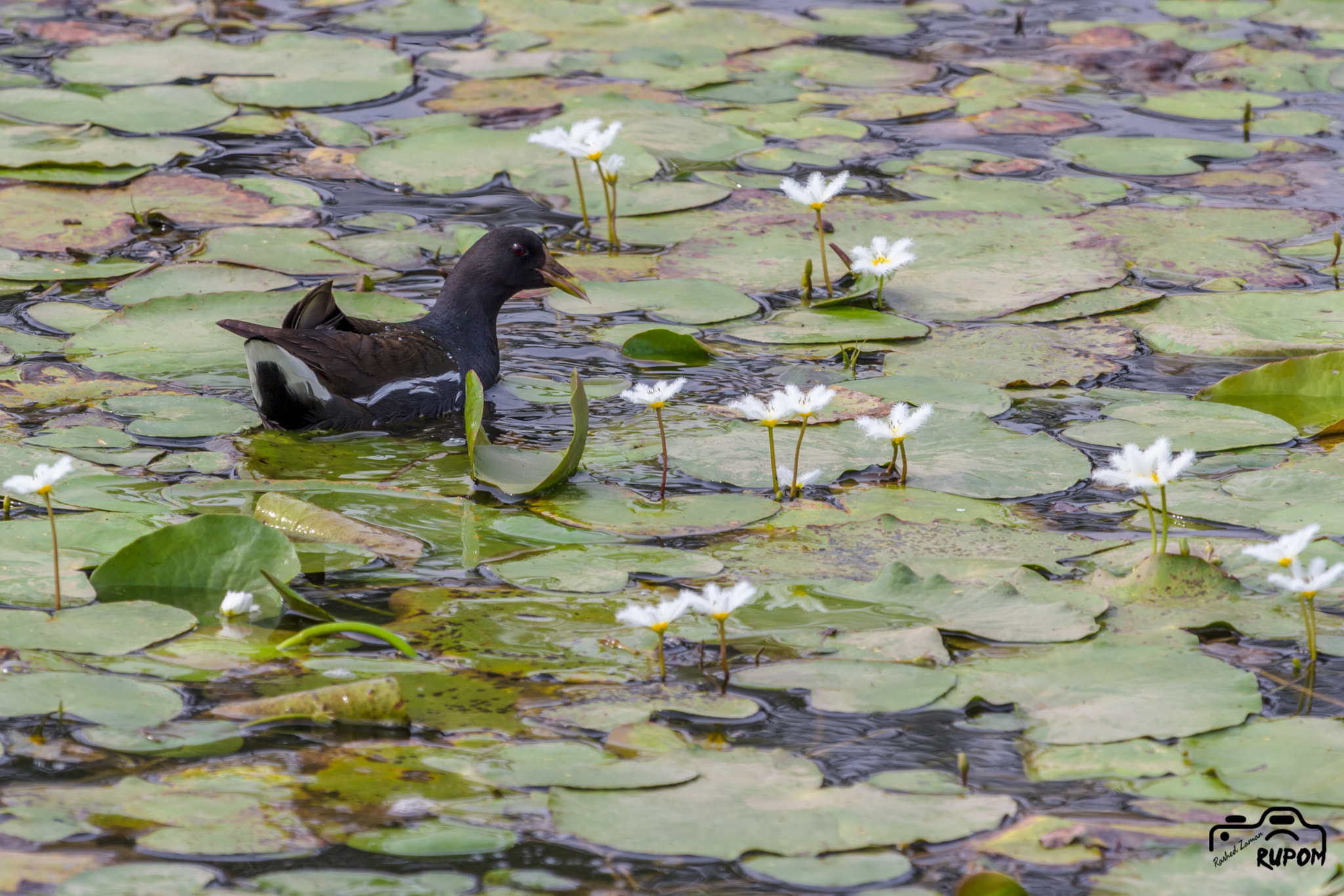 Canon EF 100-400mm F4.5-5.6L IS USM sample photo. Common moorhen photography