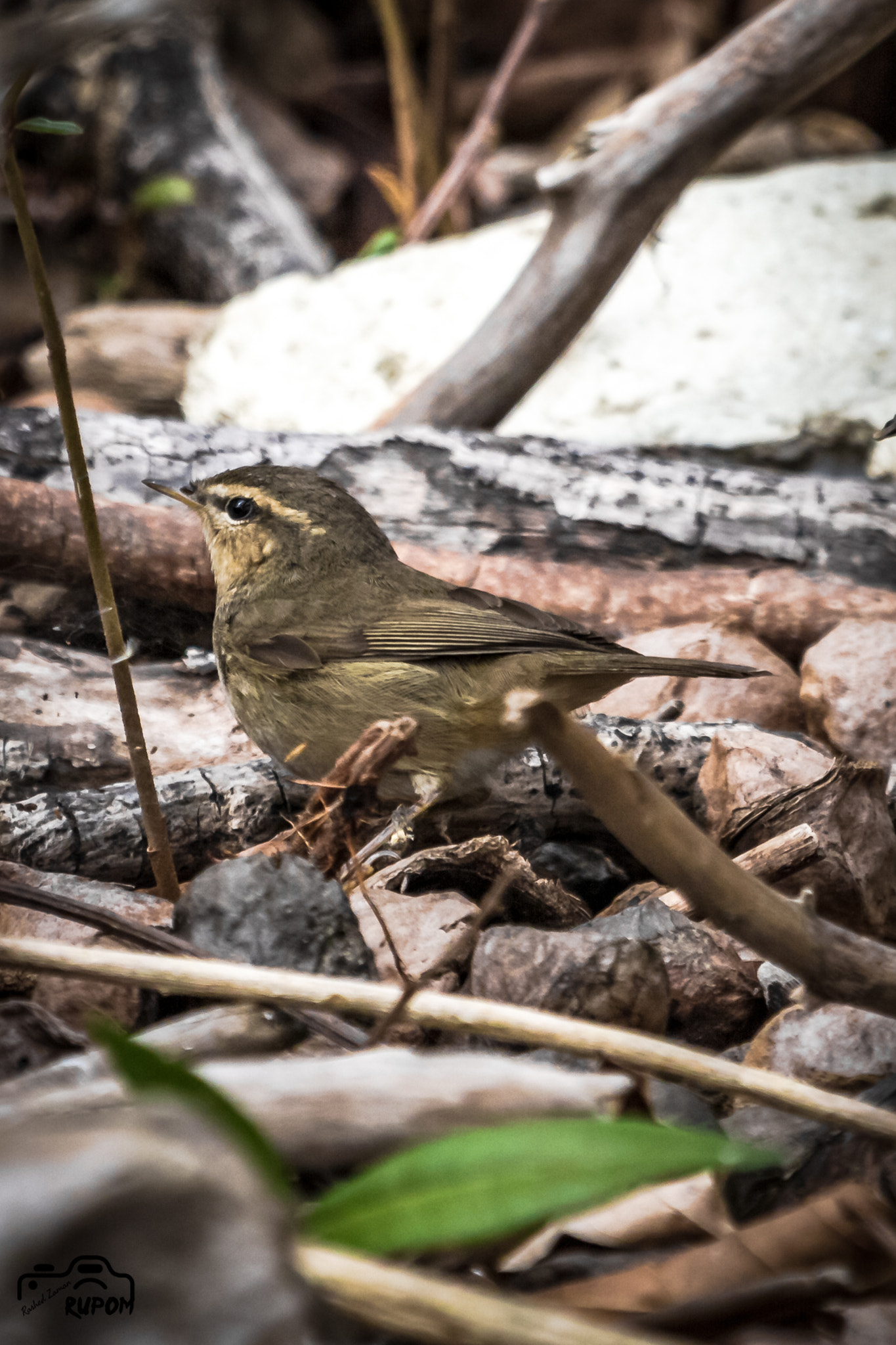 Canon EOS 7D sample photo. Dusky warbler.jpg photography