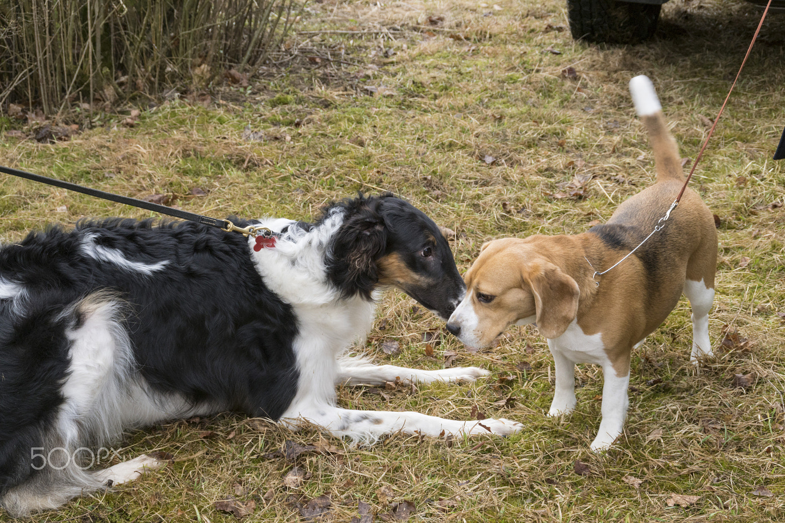 Sony DT 18-200mm F3.5-6.3 sample photo. Doggy fun photography