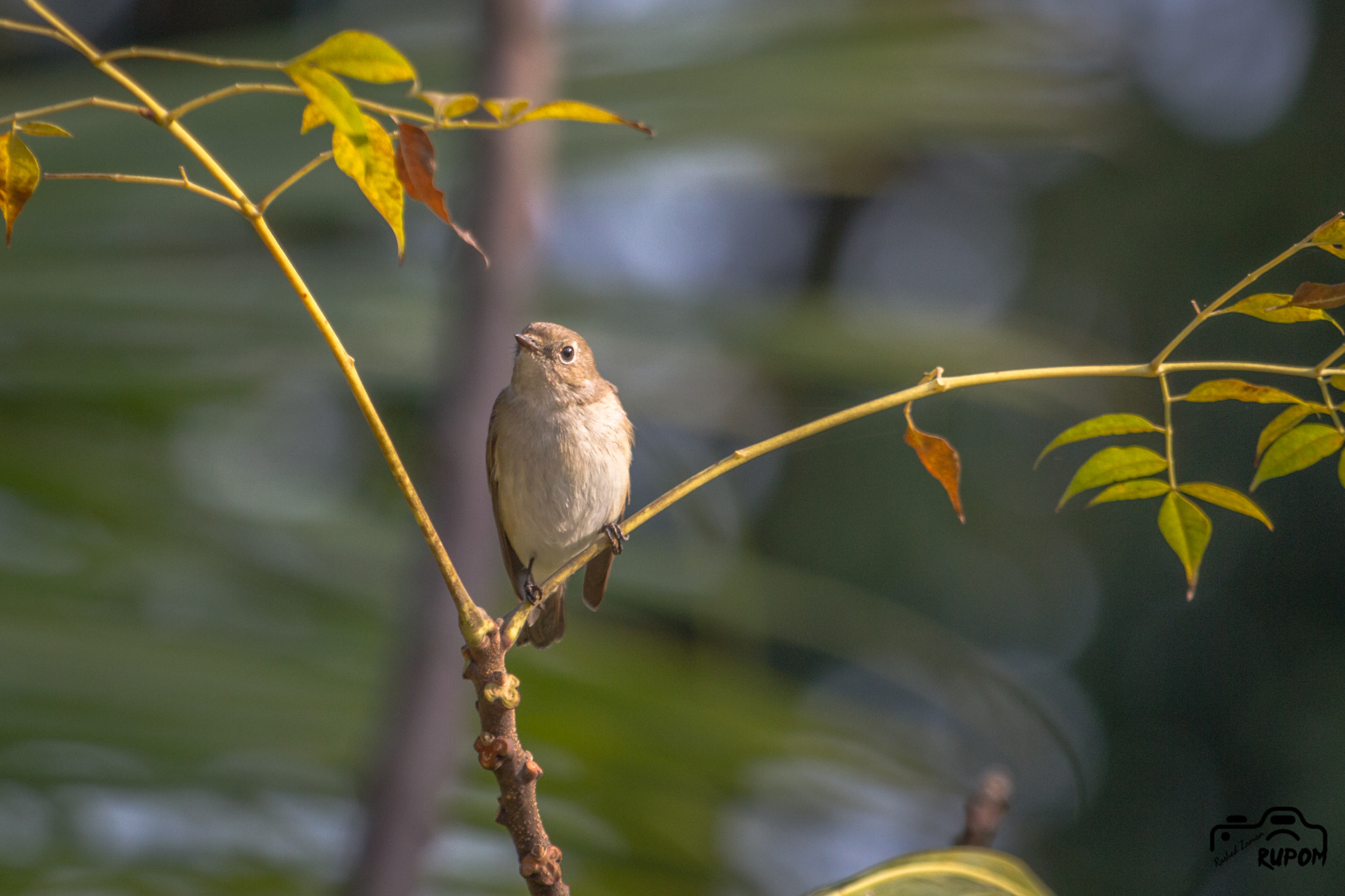 Canon EF 100-400mm F4.5-5.6L IS USM sample photo. Taiga flycatcher photography