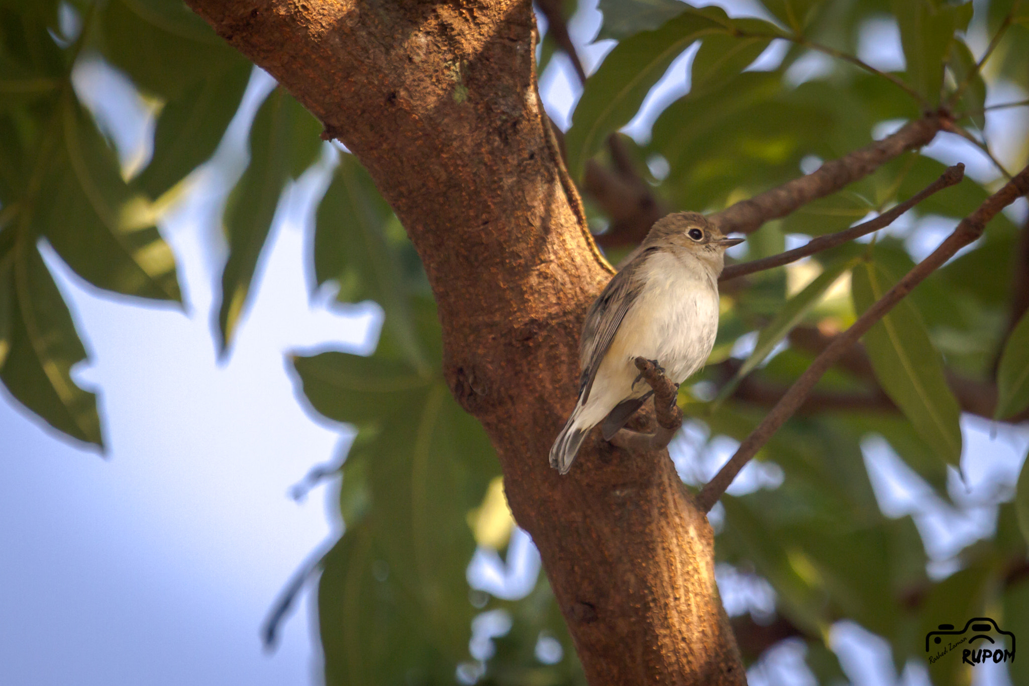 Canon EF 100-400mm F4.5-5.6L IS USM sample photo. Taiga flycatcher photography