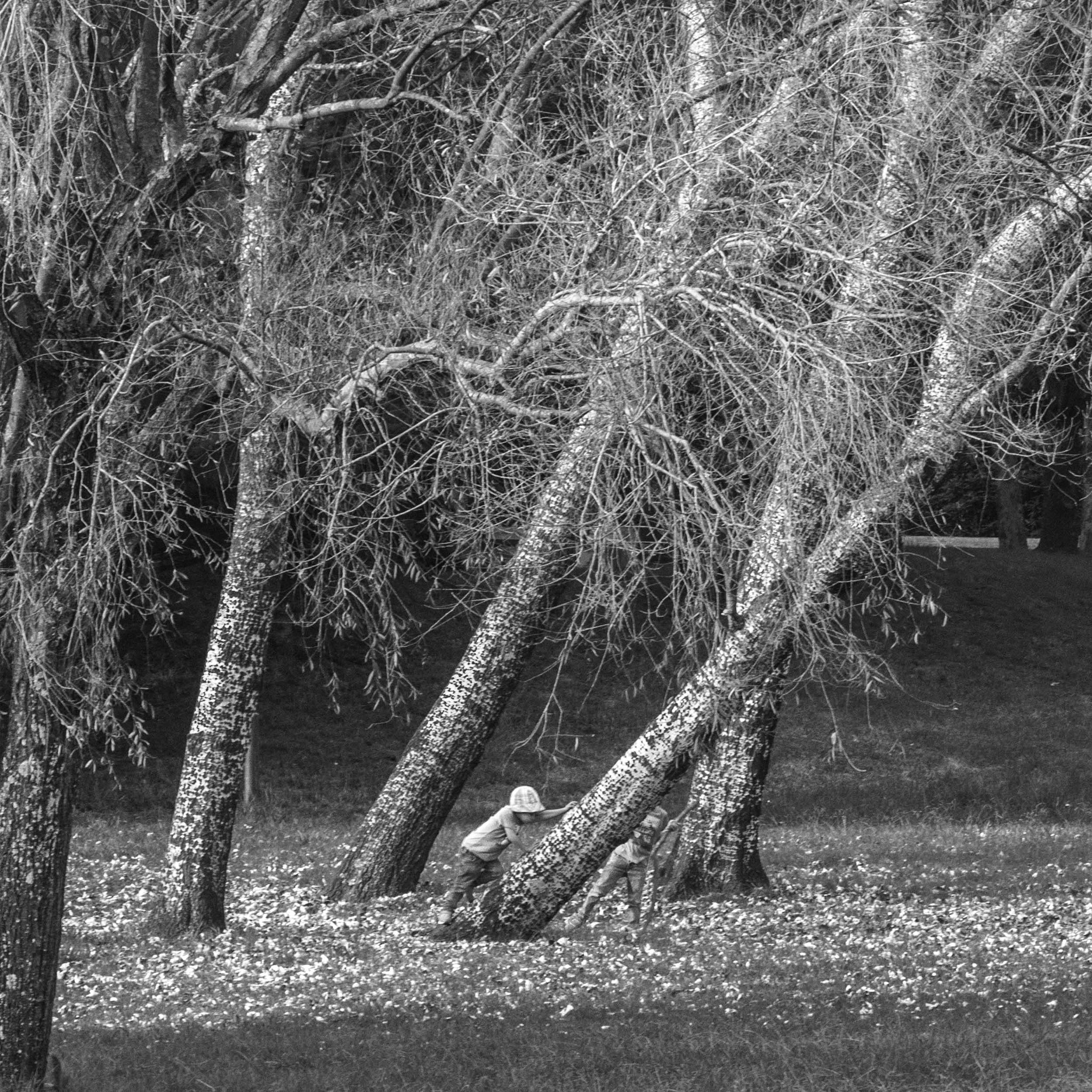 Nikon D5200 + Nikon AF-S Nikkor 85mm F1.8G sample photo. Winter trees (27) photography