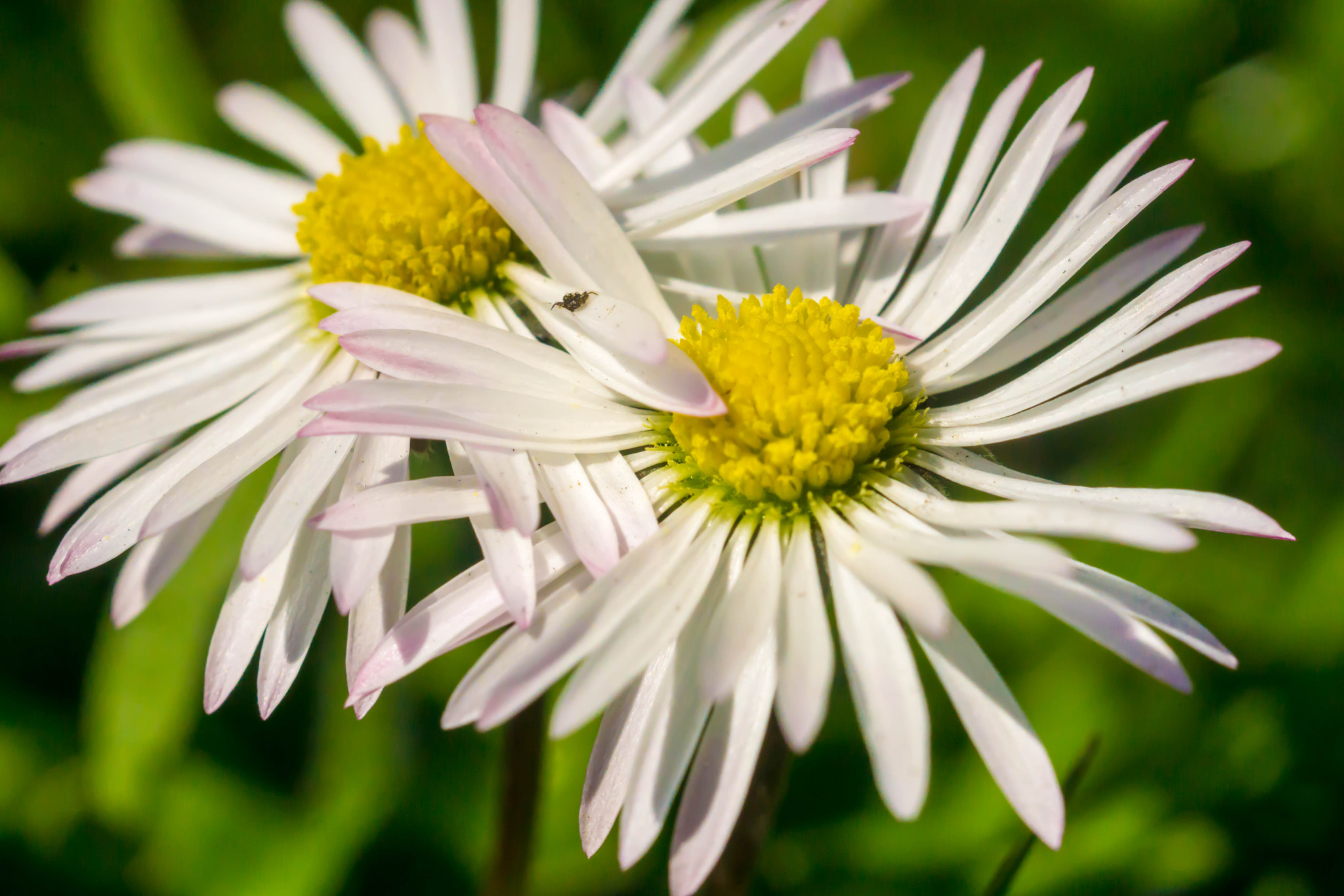 MACRO 50mm F2.8 sample photo. Verschränkt photography