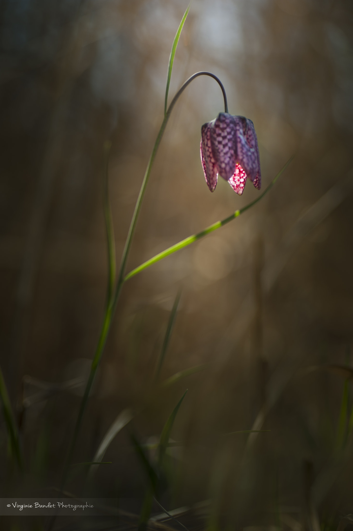 Nikon D700 sample photo. Fritillaire pintade photography