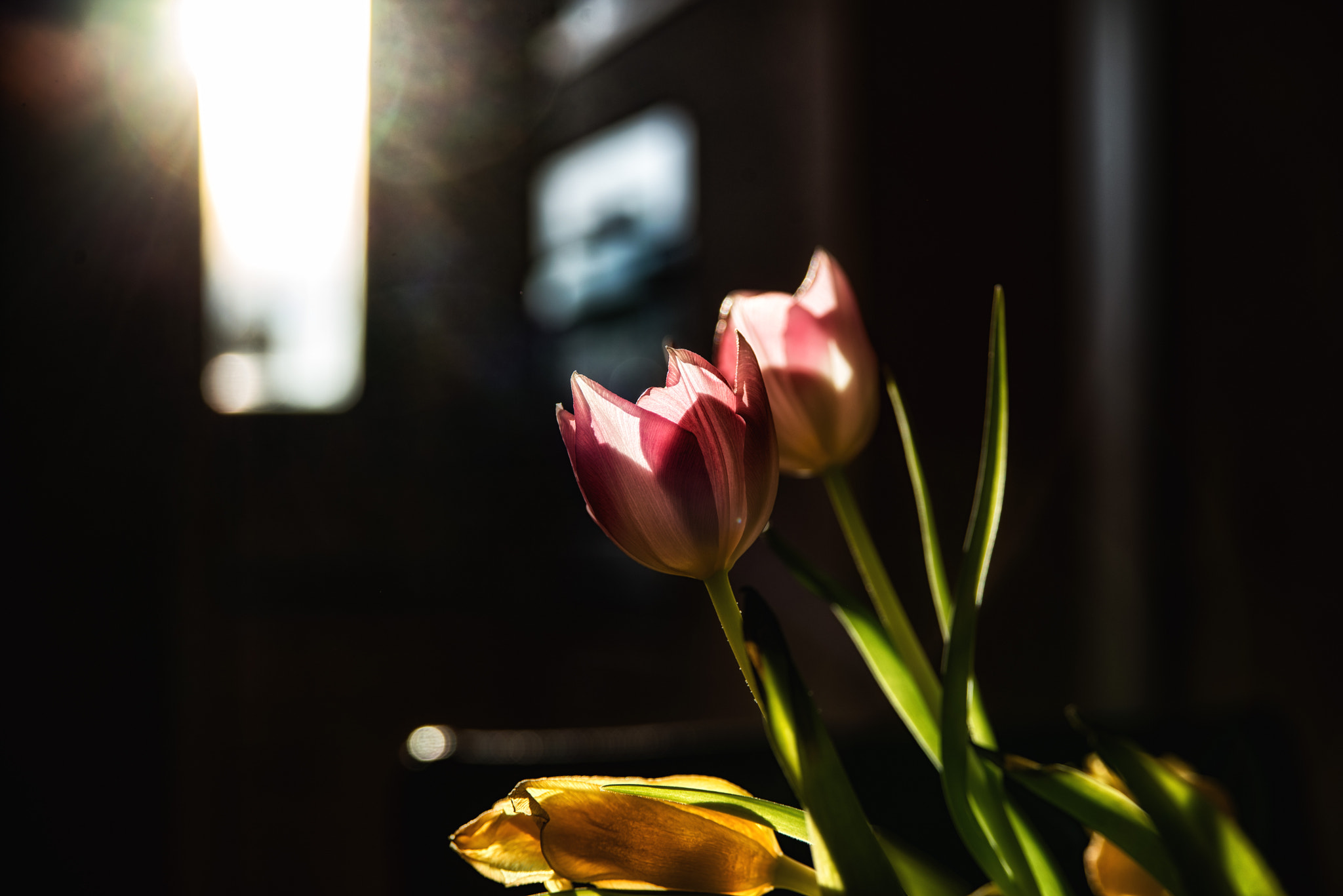 AF Zoom-Nikkor 28-105mm f/3.5-4.5D IF sample photo. Found still life in living room 3 photography