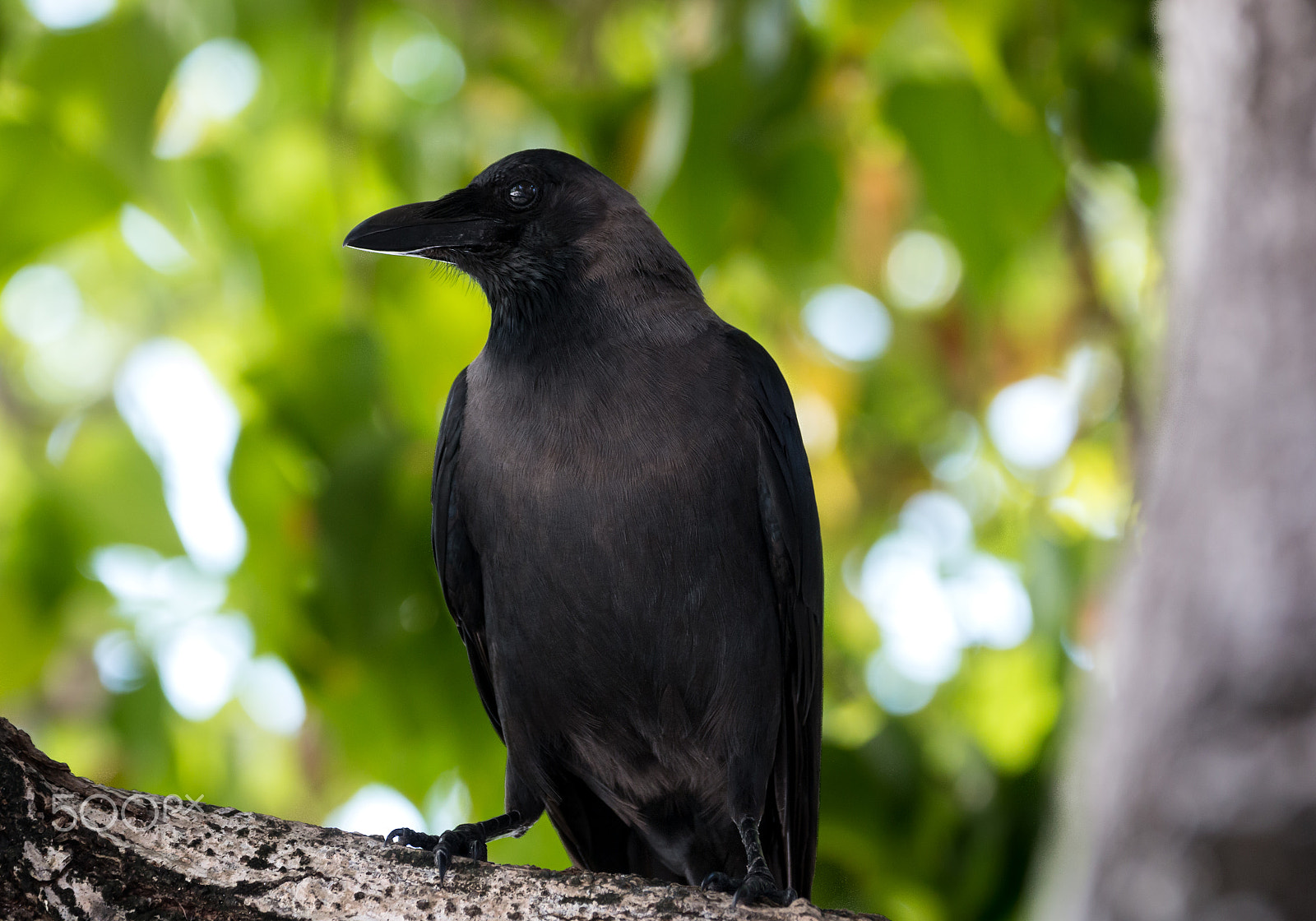 Canon EF 70-300mm F4-5.6L IS USM sample photo. Maldavian crow photography
