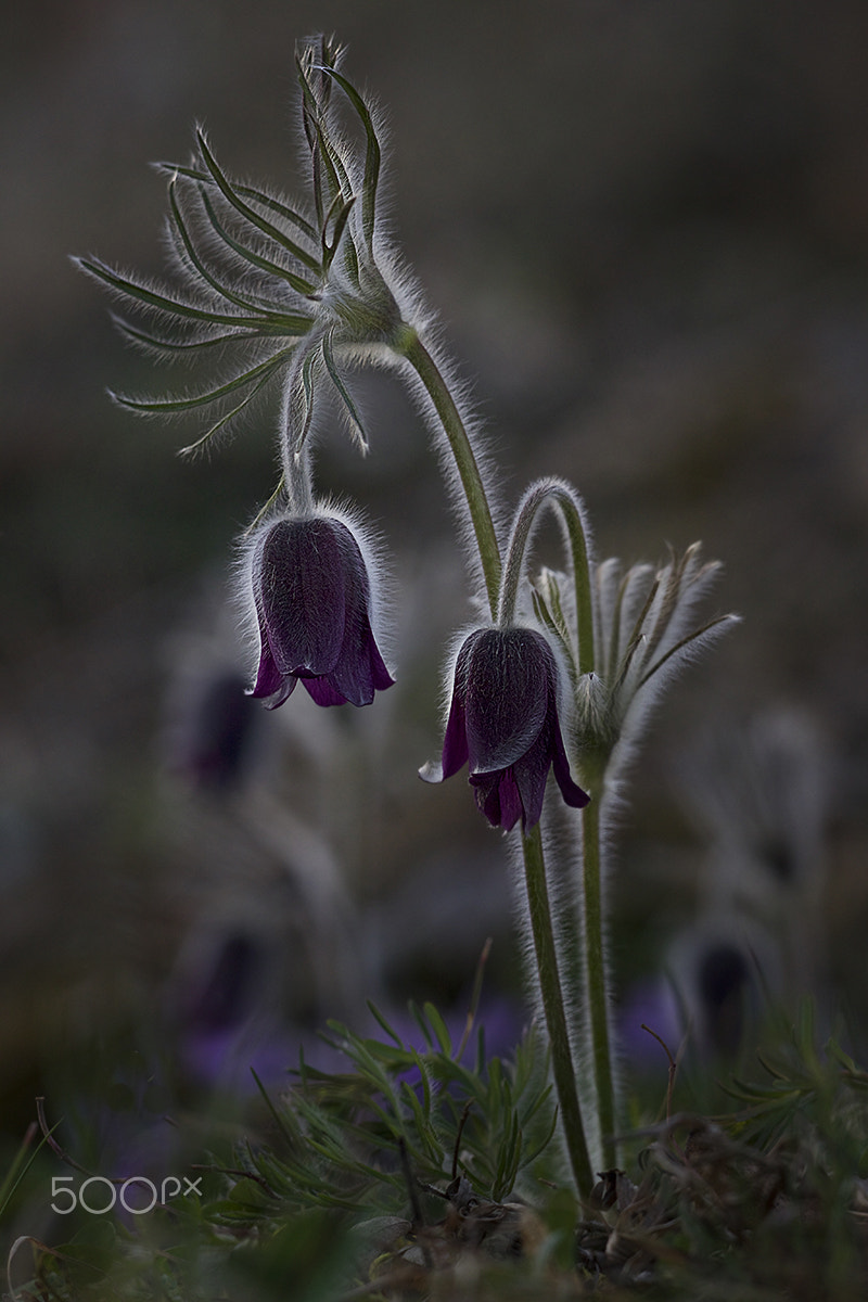 Sigma APO Macro 150mm f/2.8 EX DG HSM sample photo. In sunset light photography