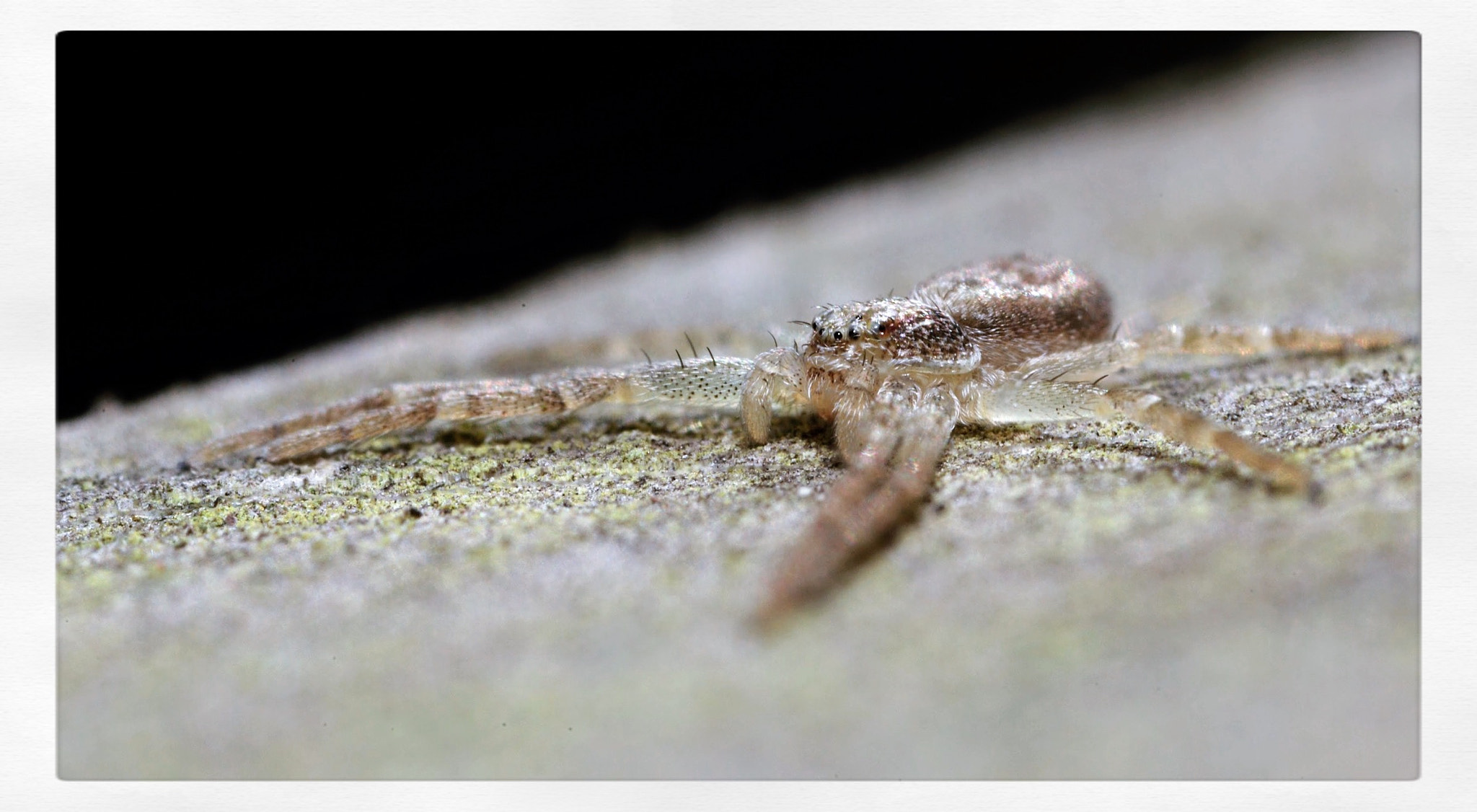 Canon MP-E 65mm F2.5 1-5x Macro Photo sample photo. Tiny philodromid, running crabspider 4-5mm photography