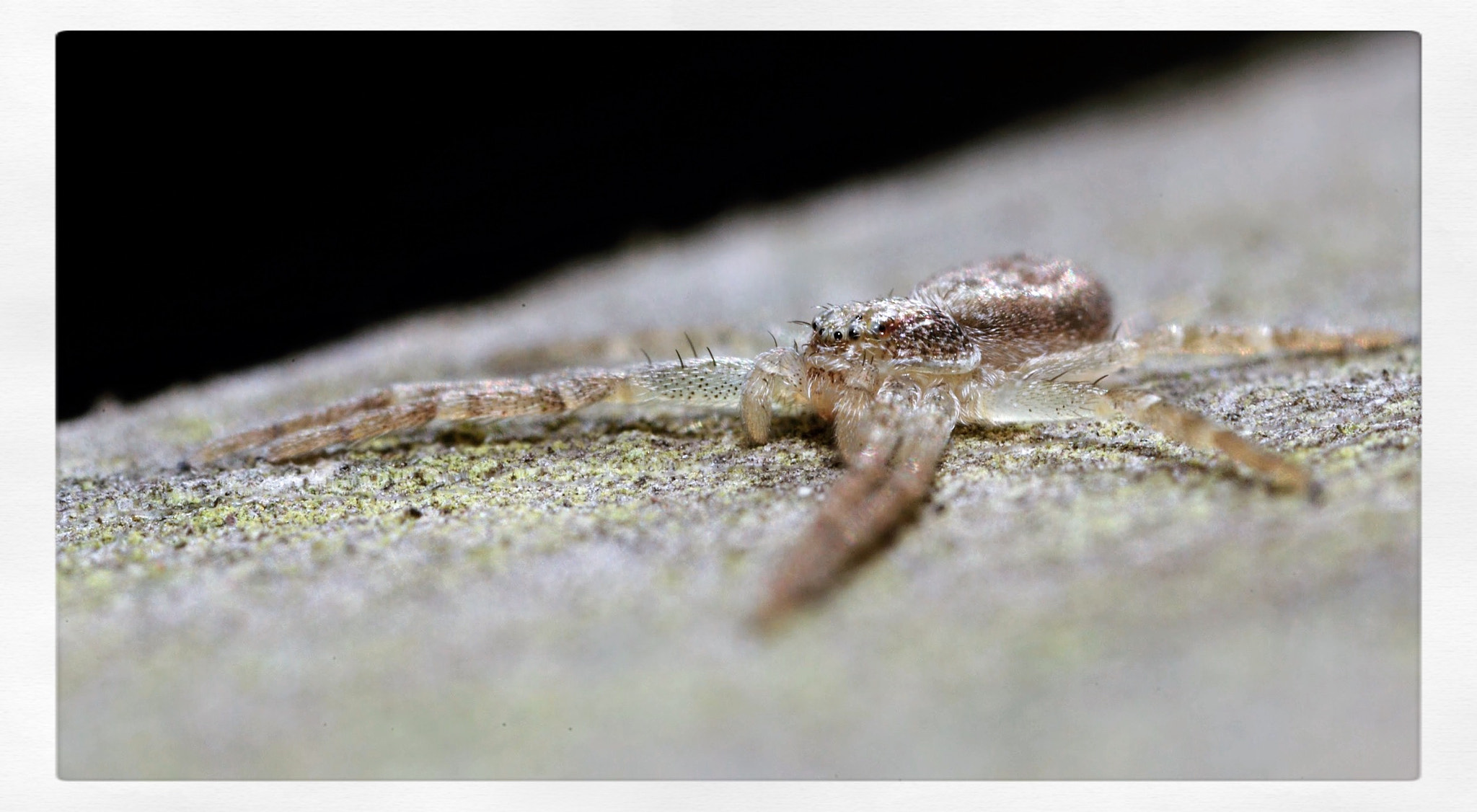 Canon EOS 5D Mark II + Canon MP-E 65mm F2.5 1-5x Macro Photo sample photo. Tiny philodromid, running crabspider 4-5mm photography