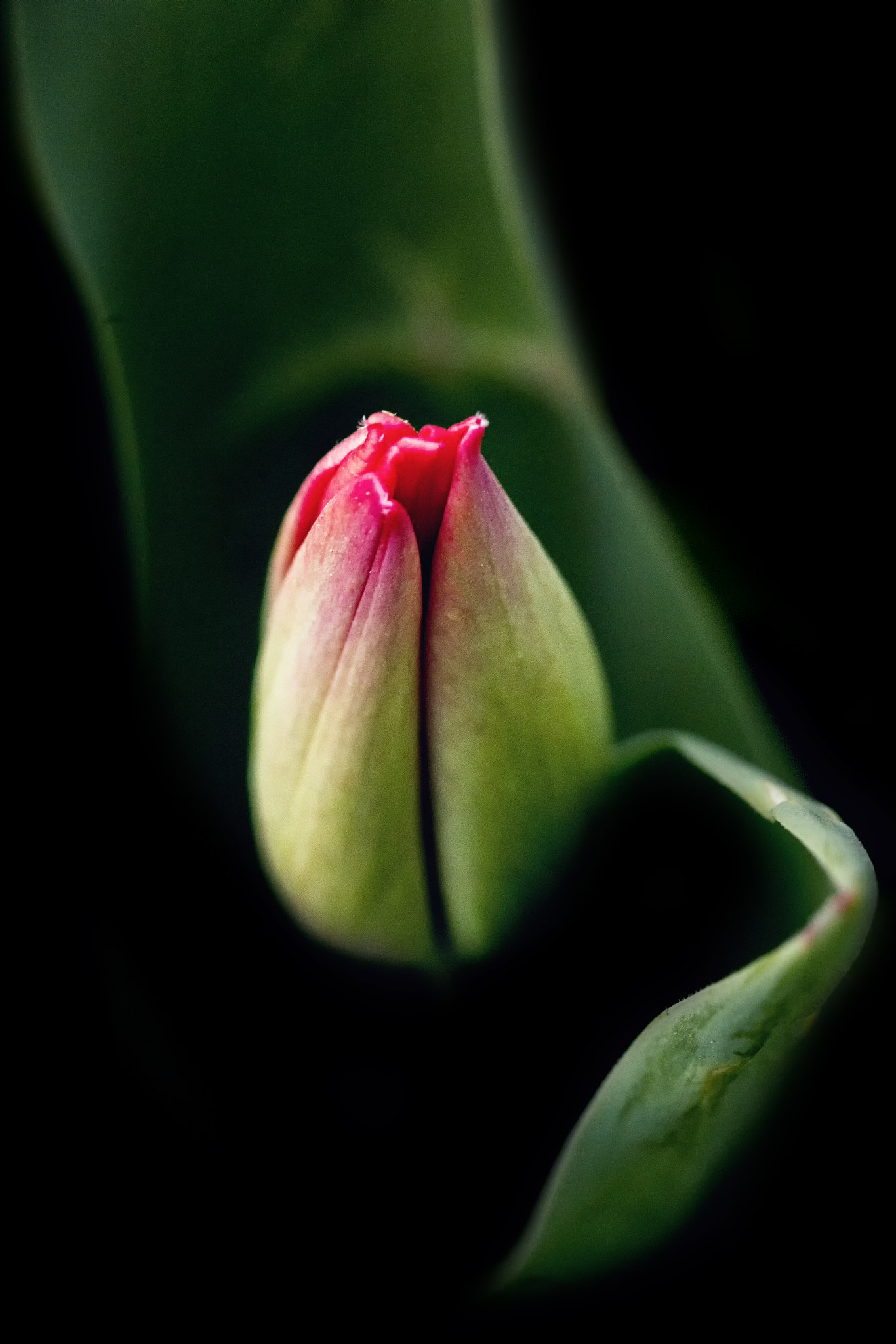 Nikon D610 sample photo. Tulip  photography