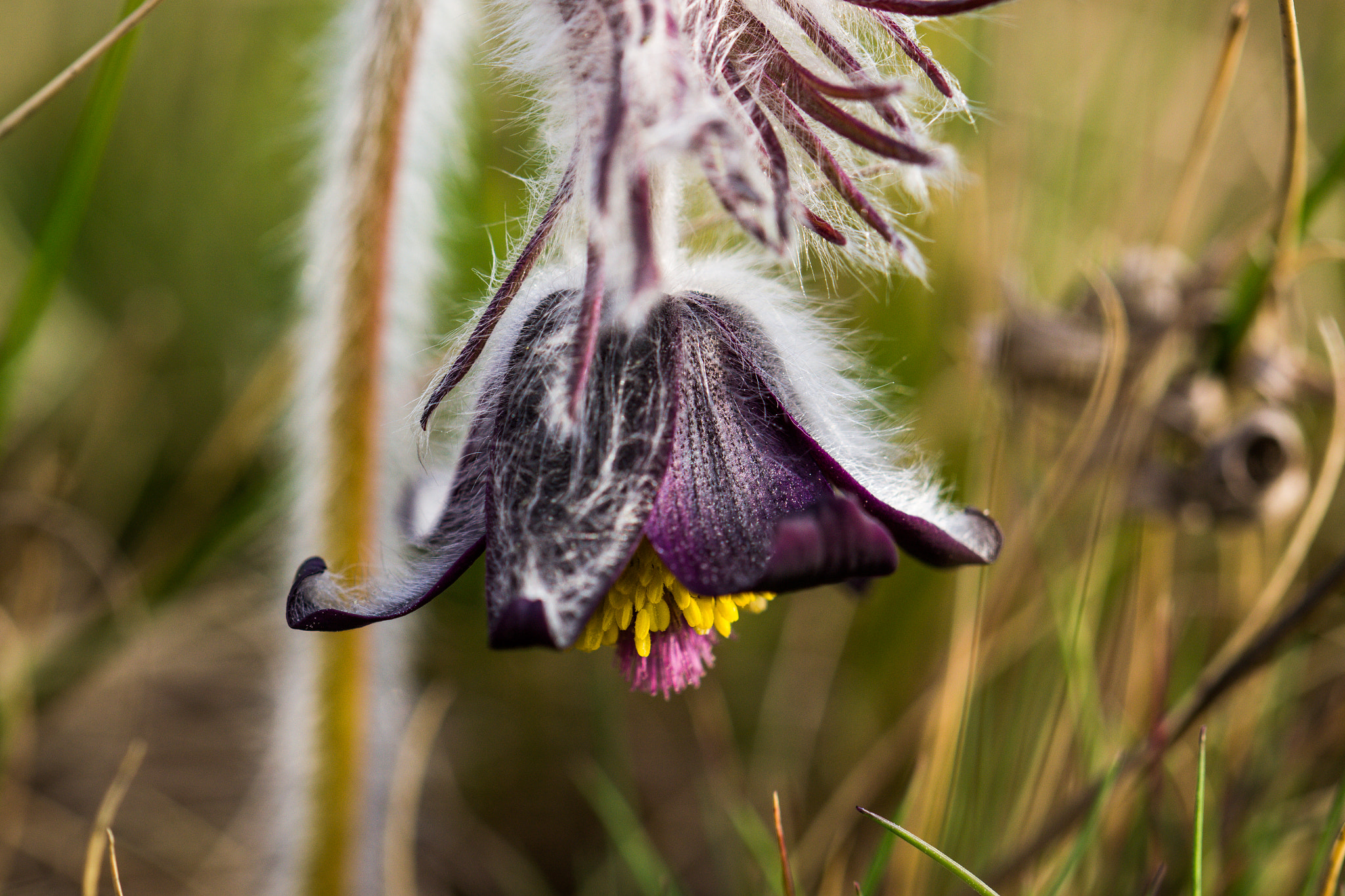 Sigma 105mm F2.8 EX DG OS HSM sample photo. Pulsitella photography