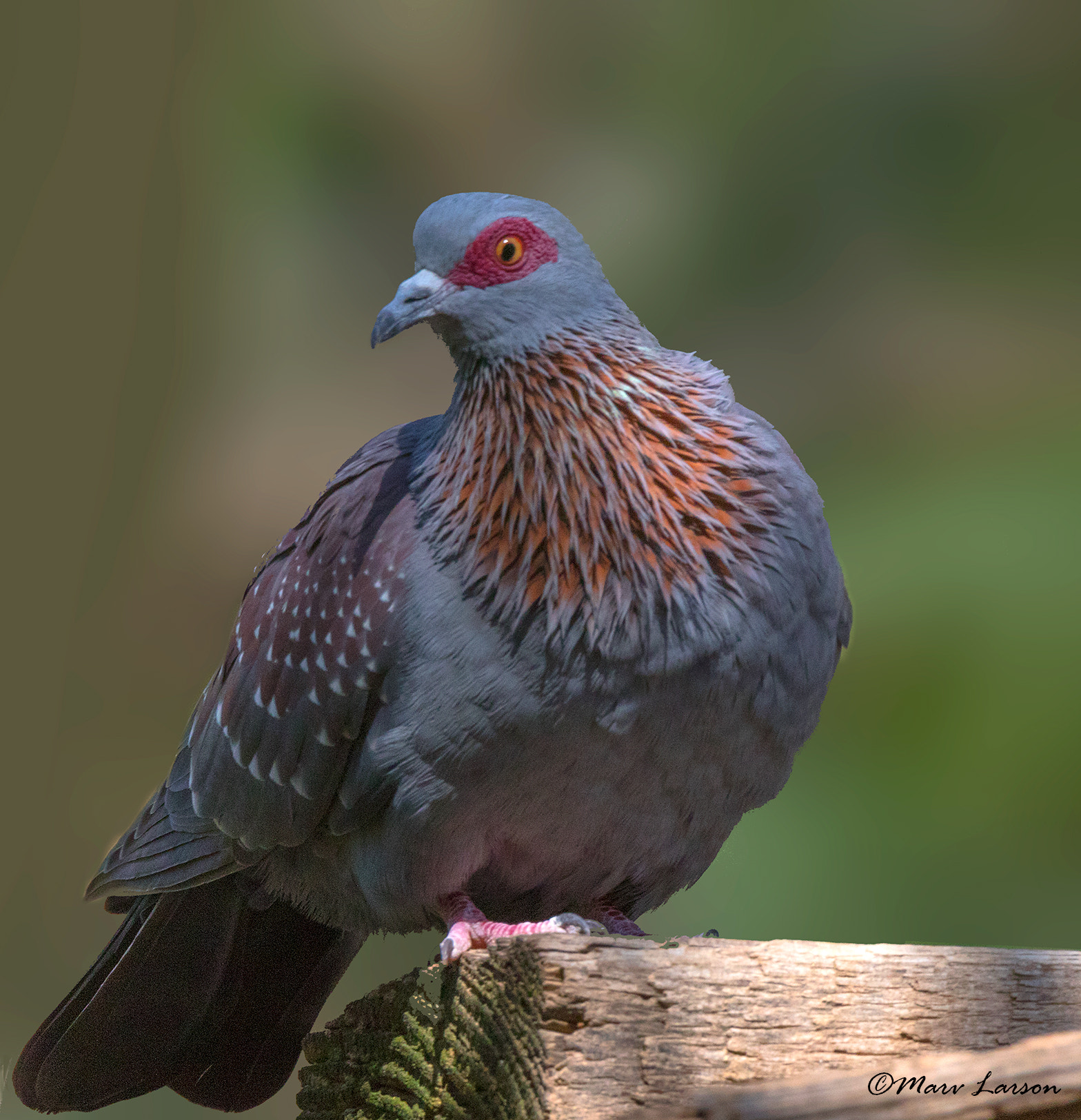 Tamron SP 150-600mm F5-6.3 Di VC USD sample photo