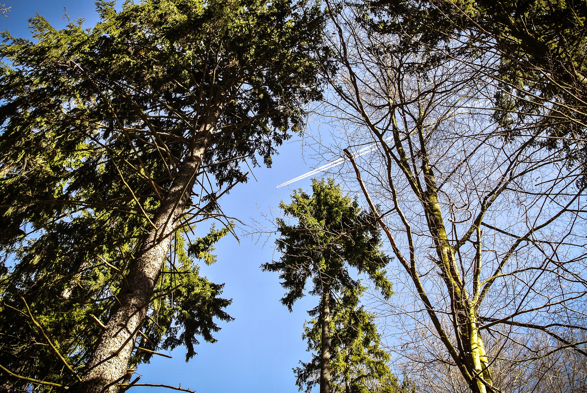 Nikon 1 J1 sample photo. Trees & plane photography