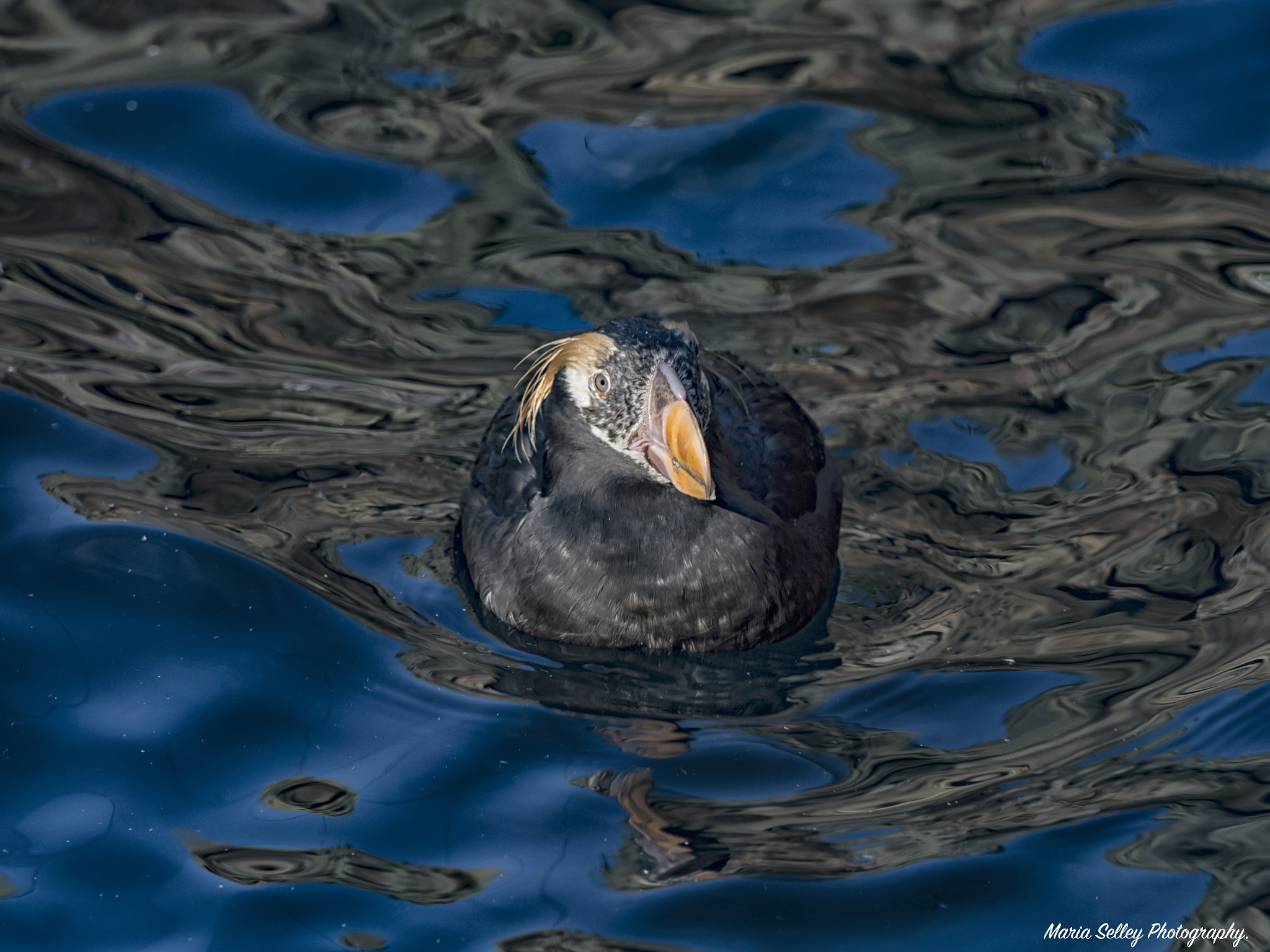 Olympus OM-D E-M1 Mark II sample photo. Beautiful puffin photography