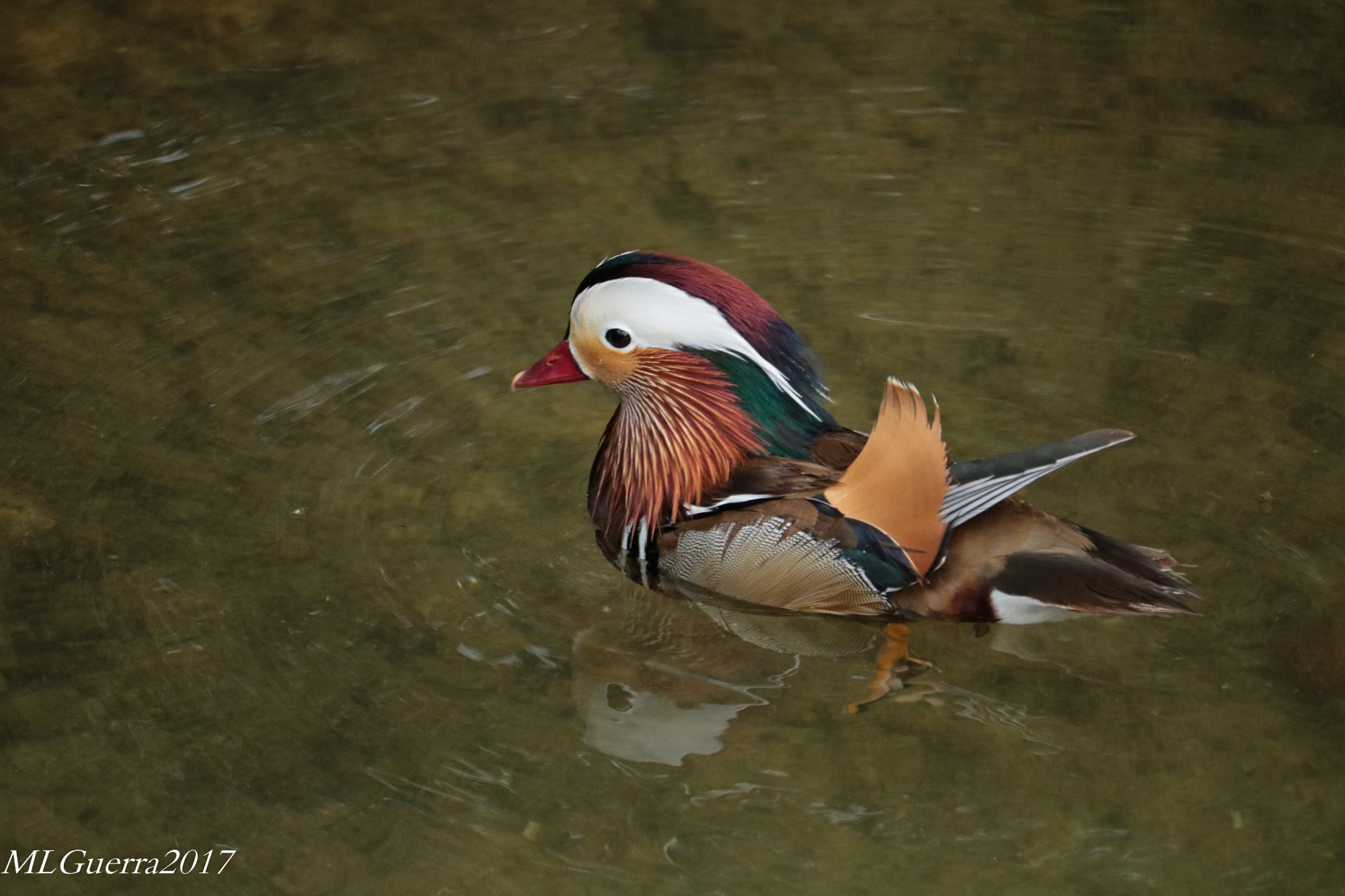 Canon EOS 750D (EOS Rebel T6i / EOS Kiss X8i) + Canon EF-S 55-250mm F4-5.6 IS STM sample photo. Mandarin duck photography