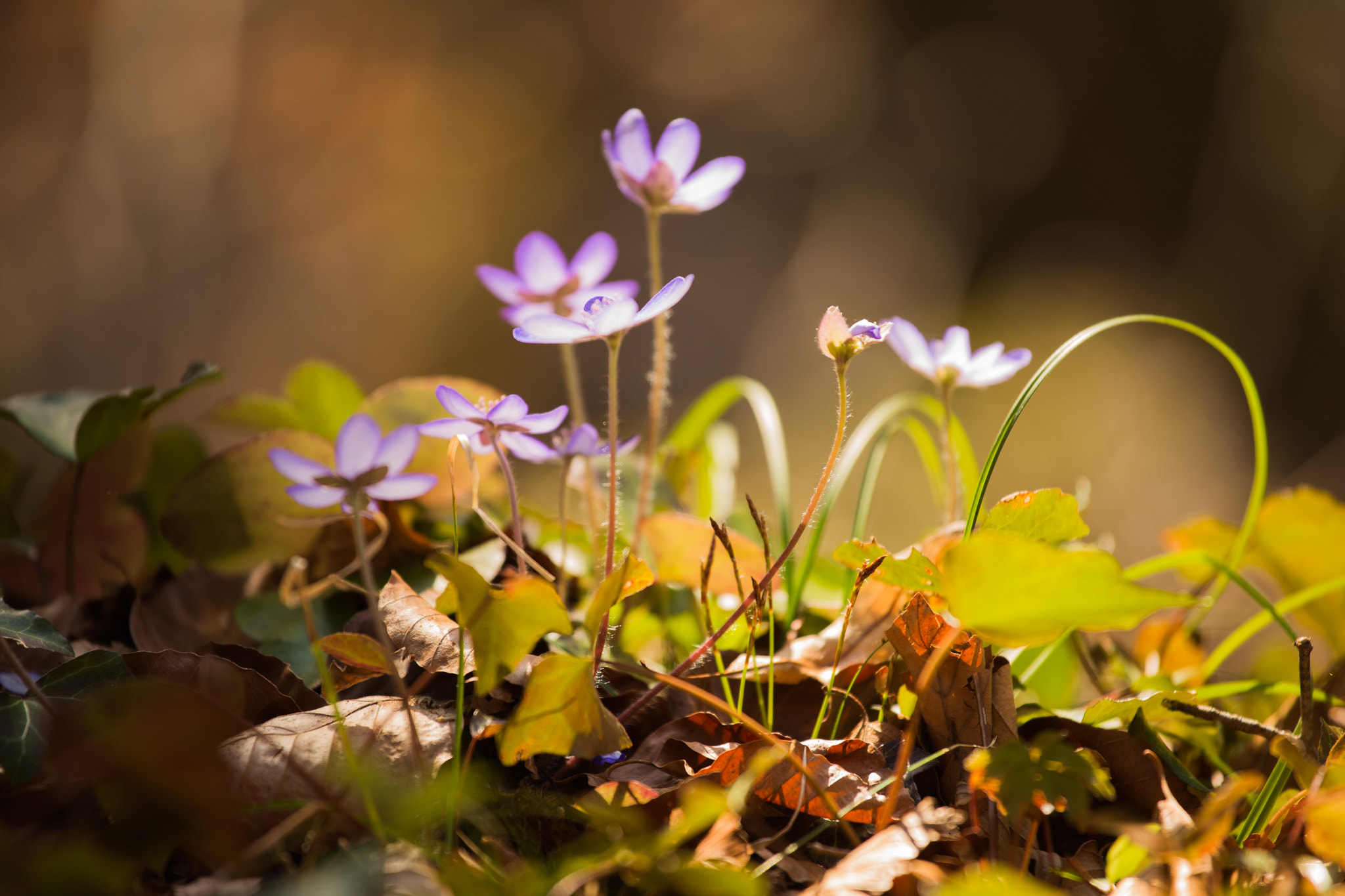 Canon EOS 6D + Canon EF 70-200mm F4L IS USM sample photo. Liverwort 1 photography