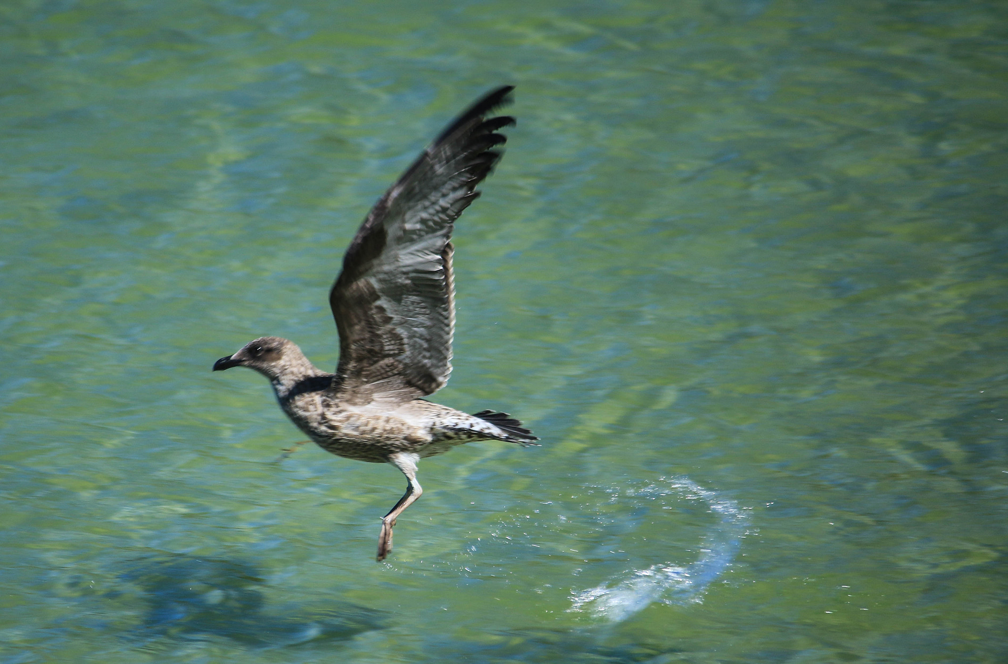 Canon EOS 7D Mark II + Canon EF-S 55-250mm F4-5.6 IS II sample photo. Gull take off photography