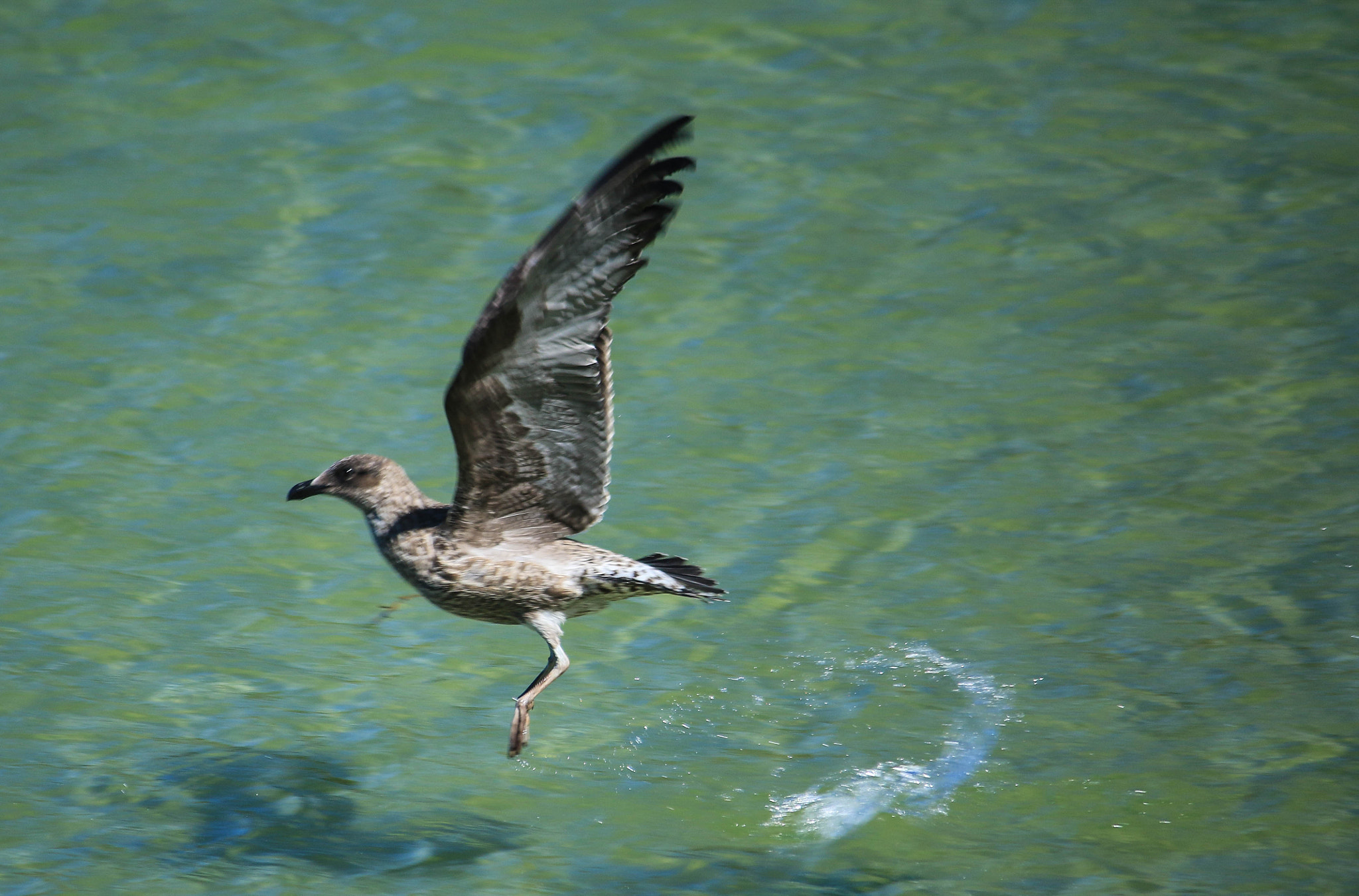 Canon EF-S 55-250mm F4-5.6 IS II sample photo. Gull take off photography