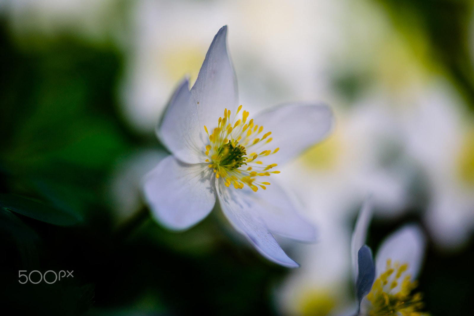 Sigma 105mm F2.8 EX DG OS HSM sample photo. Flowers of spring photography