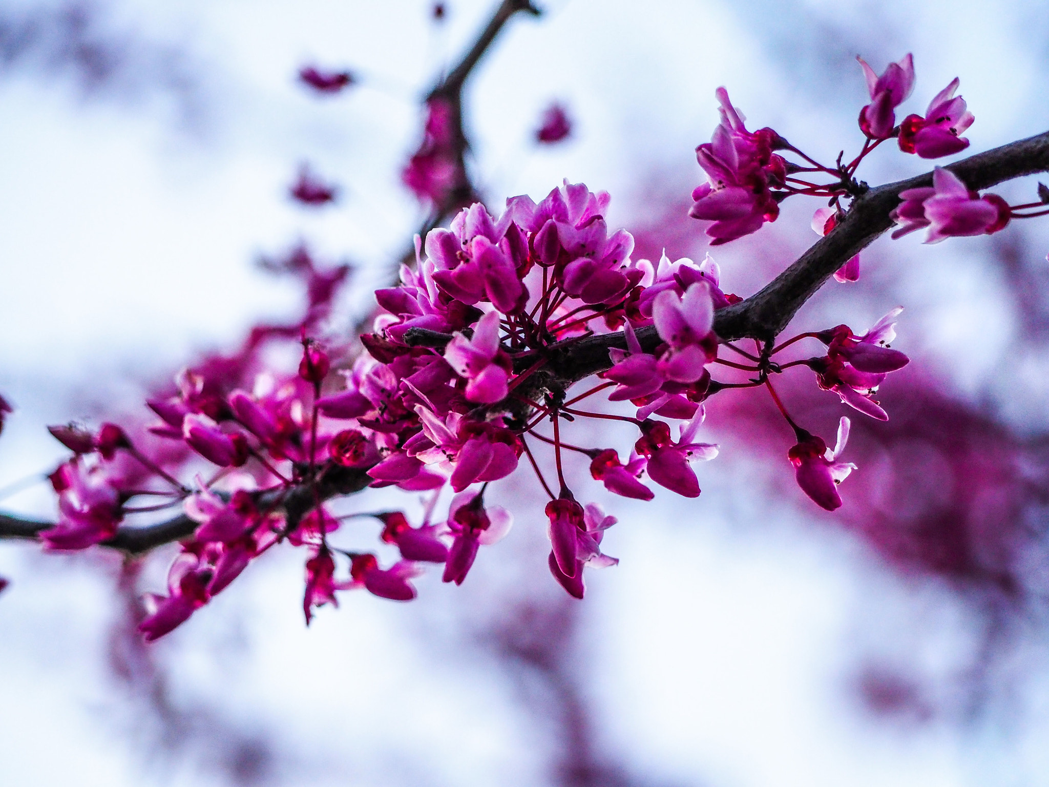 Olympus OM-D E-M10 II sample photo. Pink blossom photography