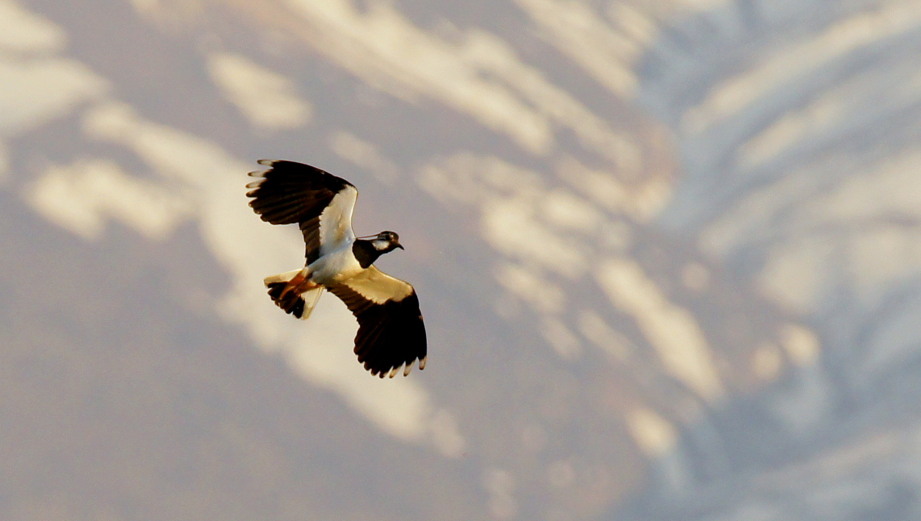 Sony SLT-A55 (SLT-A55V) sample photo. Lapwing photography