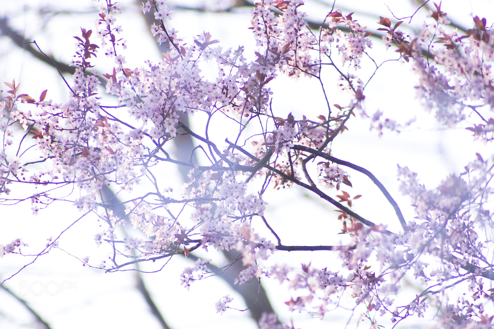 Canon EOS 750D (EOS Rebel T6i / EOS Kiss X8i) + EF75-300mm f/4-5.6 sample photo. Blossom photography