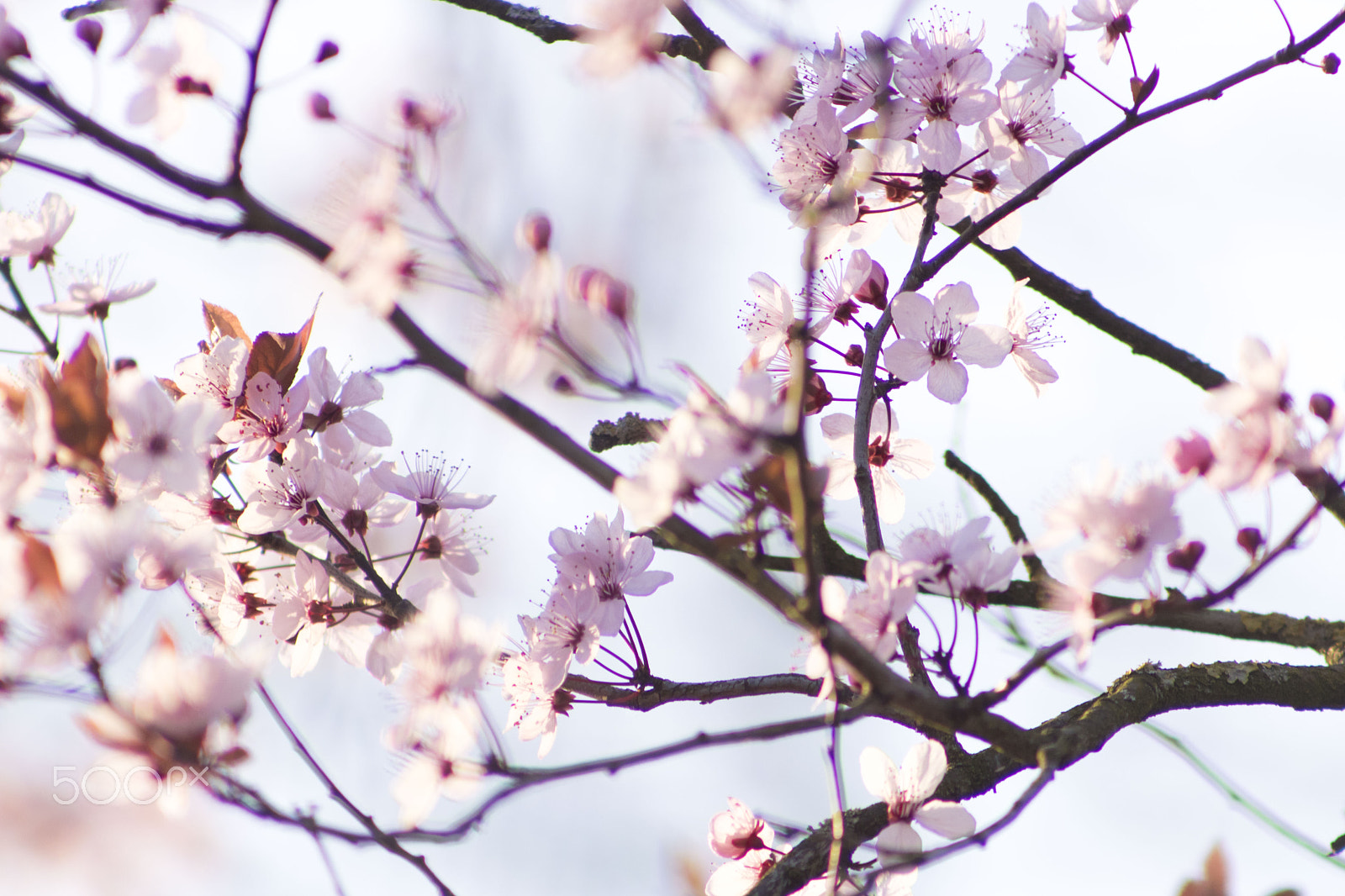 Canon EOS 750D (EOS Rebel T6i / EOS Kiss X8i) + EF75-300mm f/4-5.6 sample photo. Blossom photography