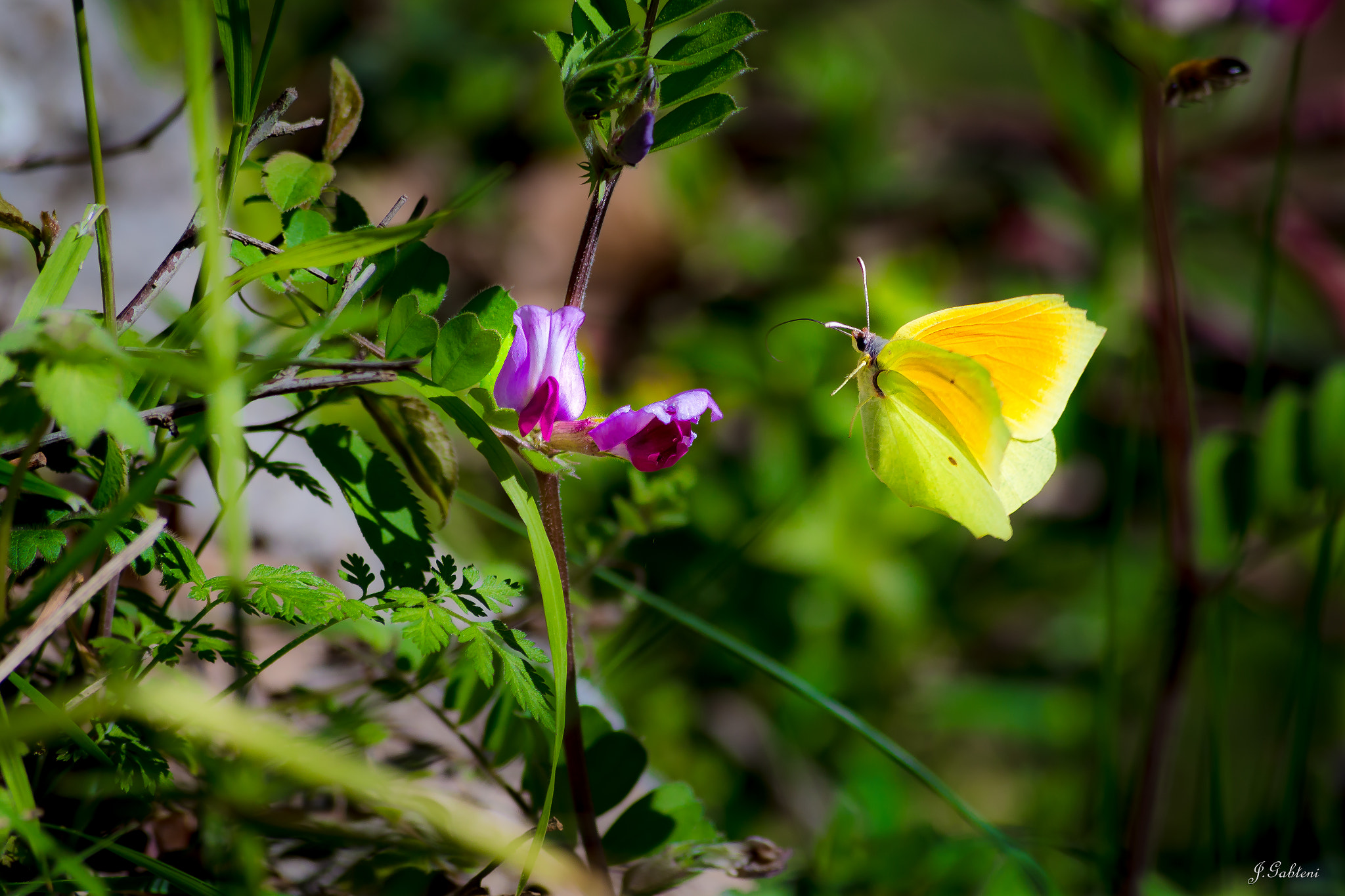 Canon EOS 6D + Sigma 50-200mm F4-5.6 DC OS HSM sample photo. Fast shoot :) photography