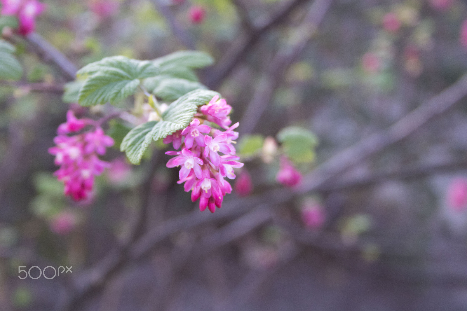 Canon EF-S 18-55mm F3.5-5.6 II sample photo. Flowers photography