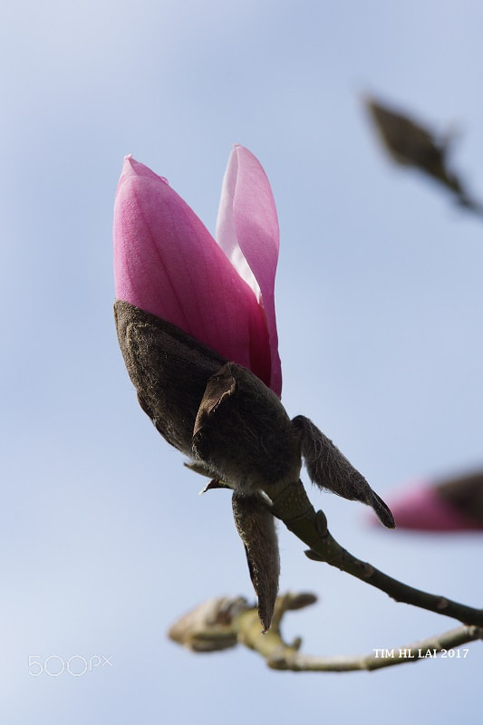 Sony SLT-A77 + Tamron Lens (255) sample photo. Spring whisper photography