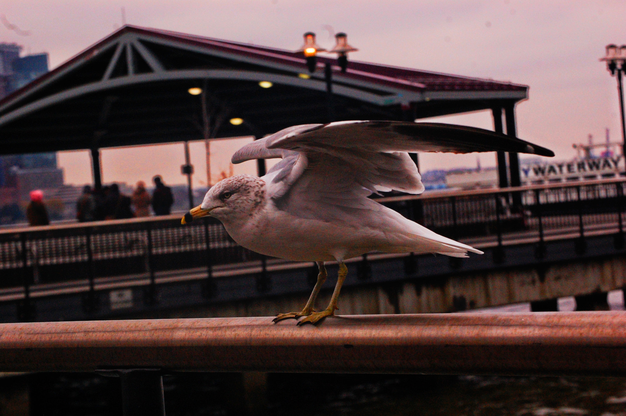 Nikon D40 sample photo. Bird photography