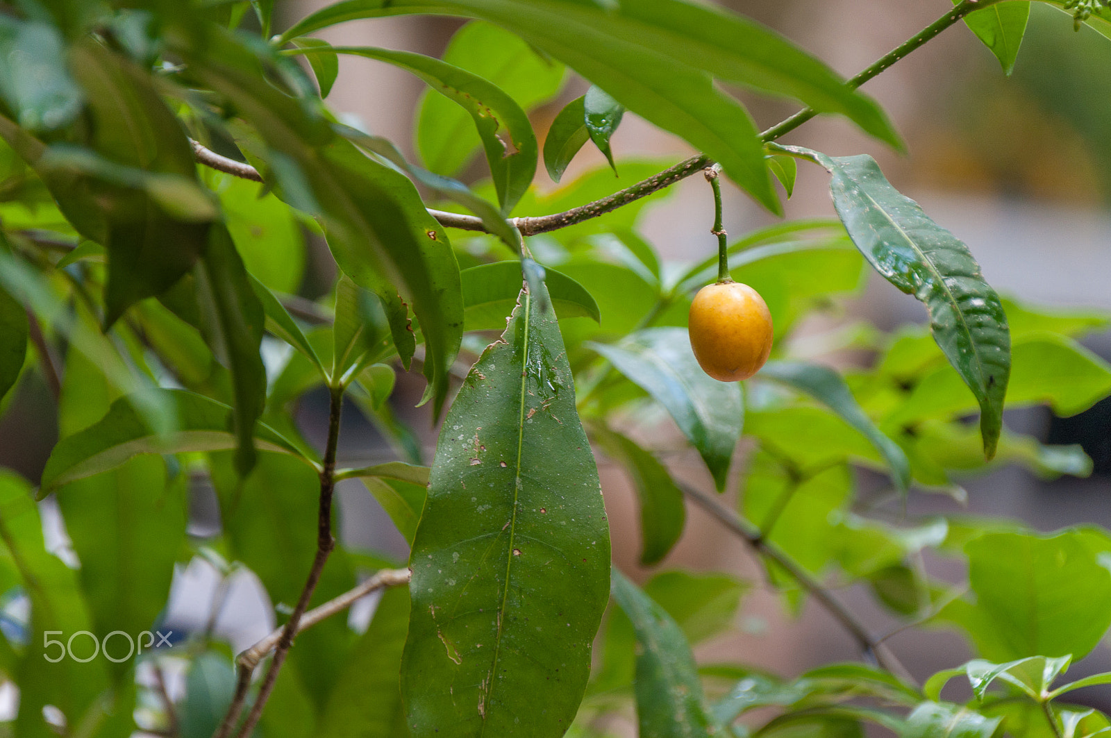 Sigma 18-250mm F3.5-6.3 DC Macro OS HSM sample photo. Fruto photography