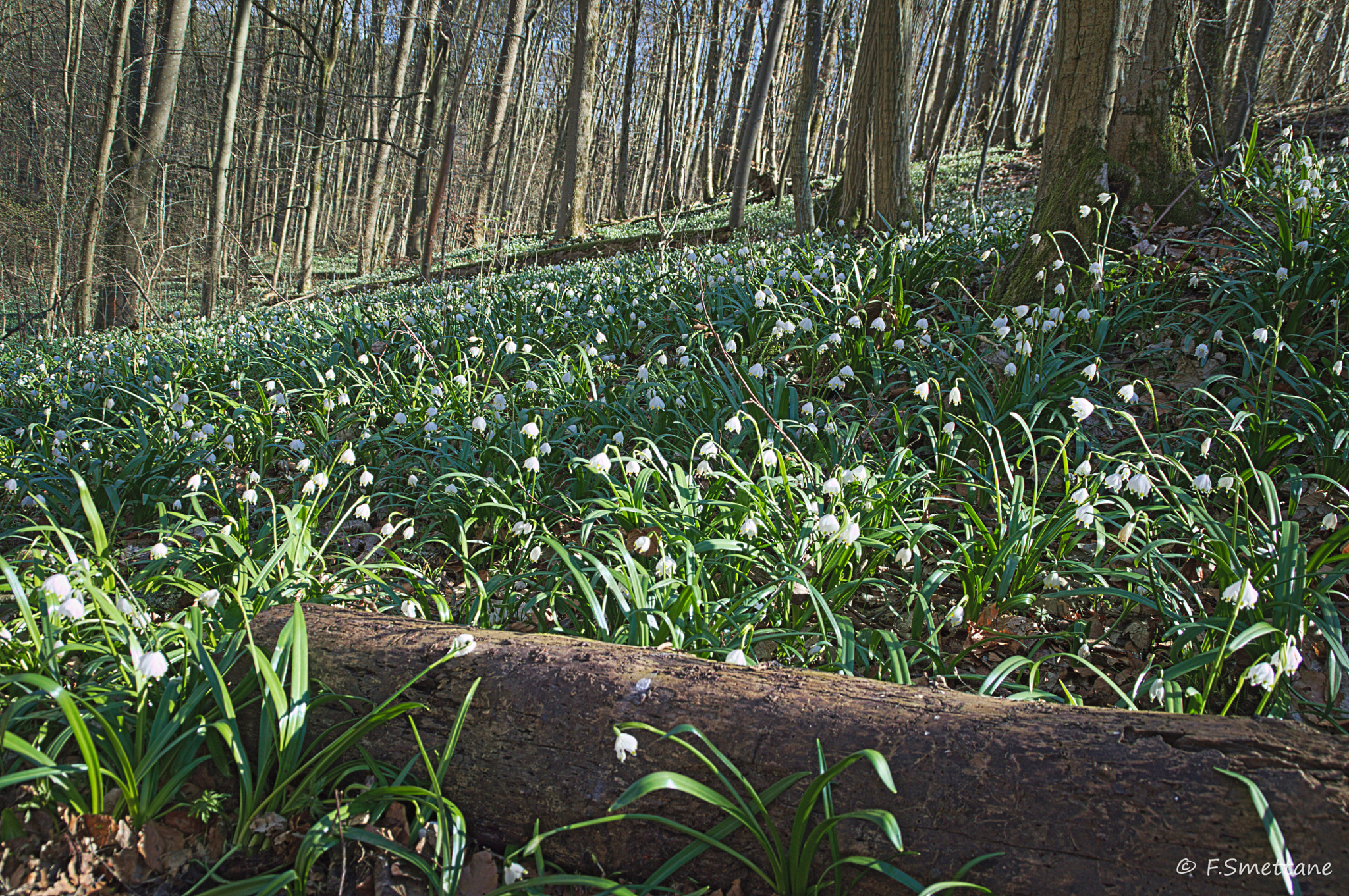 Nikon D3200 sample photo. Märzenbecherwald photography