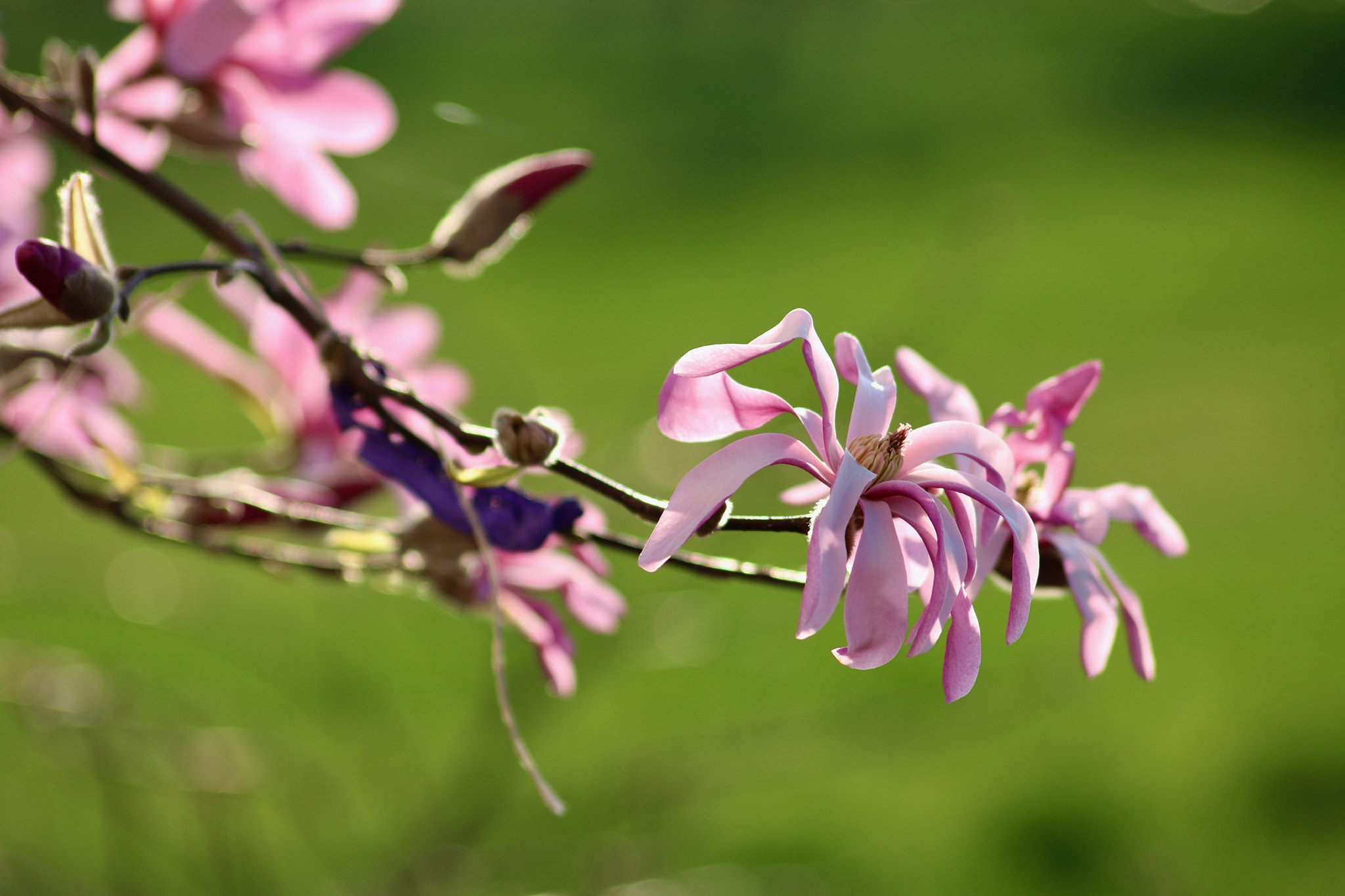 Sigma 70-300mm F4-5.6 APO DG Macro sample photo. Der frühling in seiner ganzen farbenpracht. photography