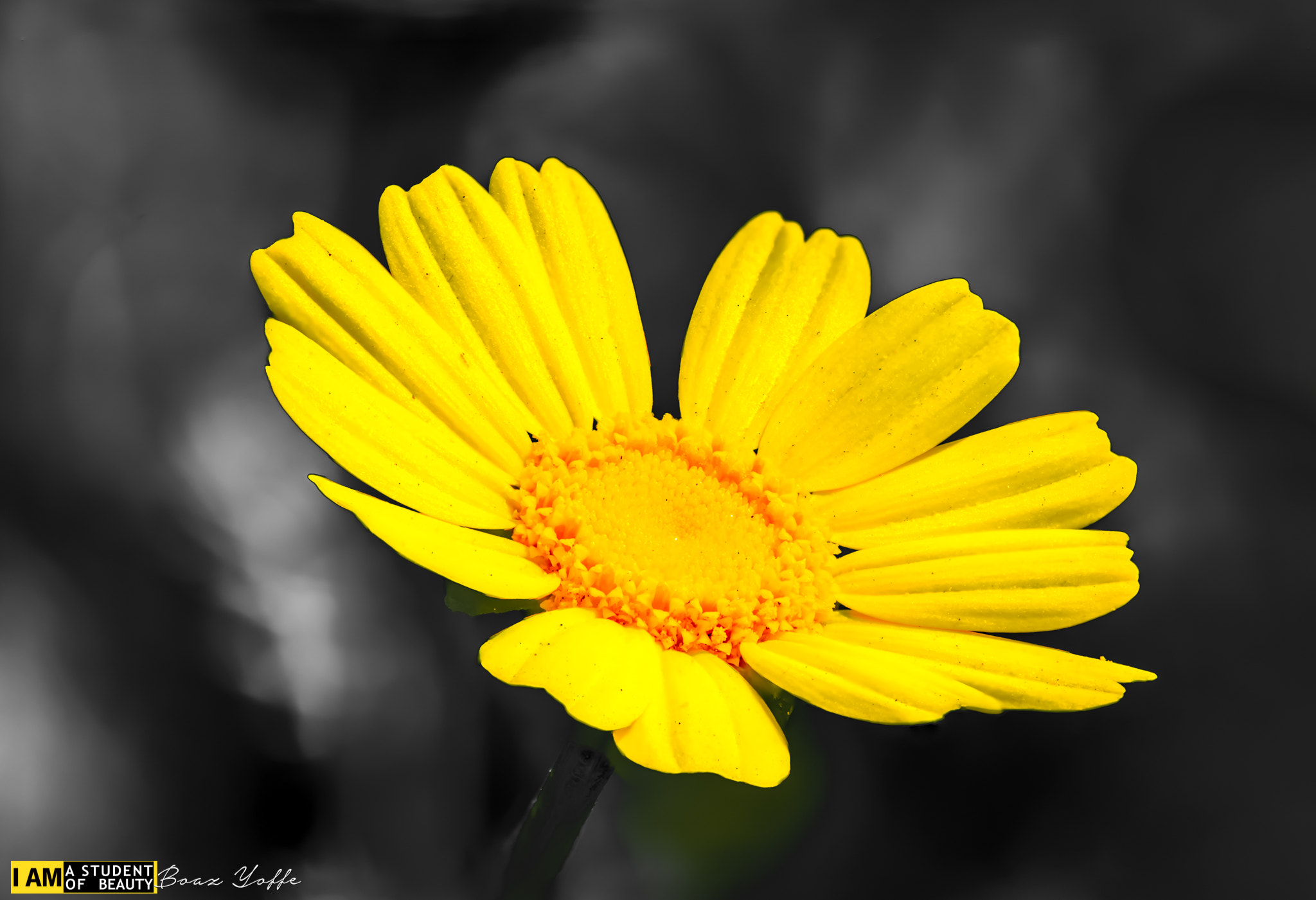 Nikon D7100 + Tokina AT-X Pro 100mm F2.8 Macro sample photo. Chrysanthemum coronarium, macro photography