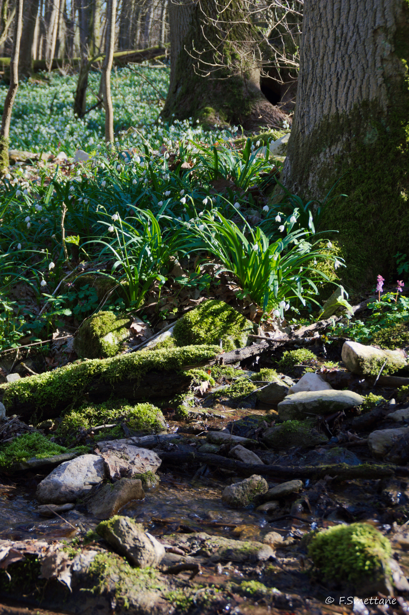 Nikon D3200 sample photo. Märzenbecherwald photography