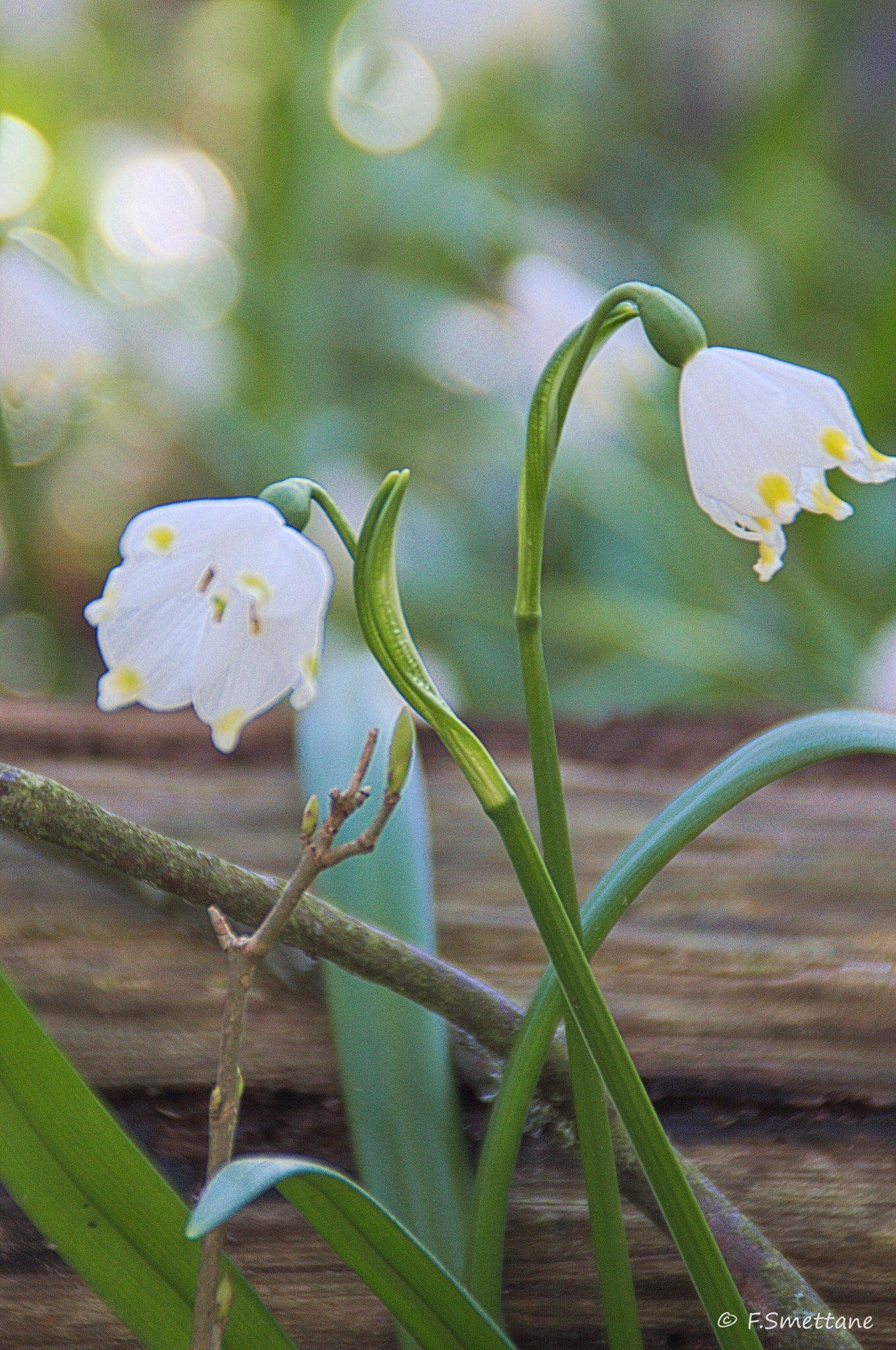 Nikon D3200 sample photo. Merzenbecher photography