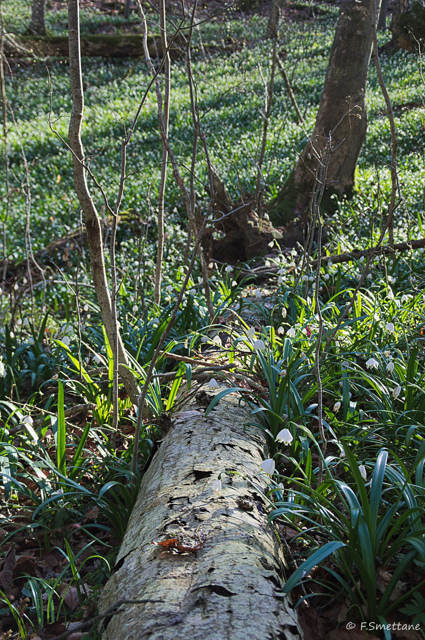 Nikon D3200 sample photo. Märzenbecherwald photography