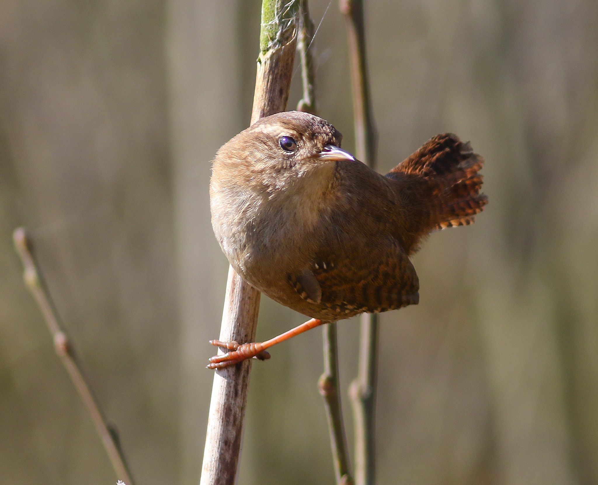 Canon EF 300mm F4L IS USM sample photo. Wren photography
