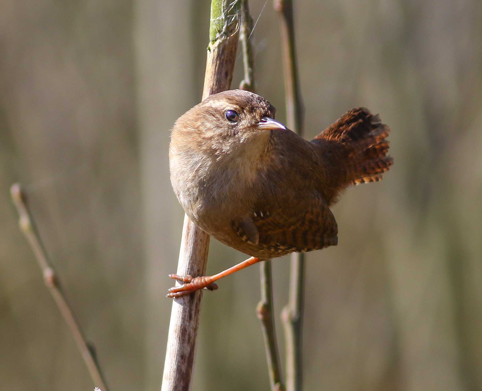 Canon EOS 7D Mark II + Canon EF 300mm F4L IS USM sample photo. Wren photography