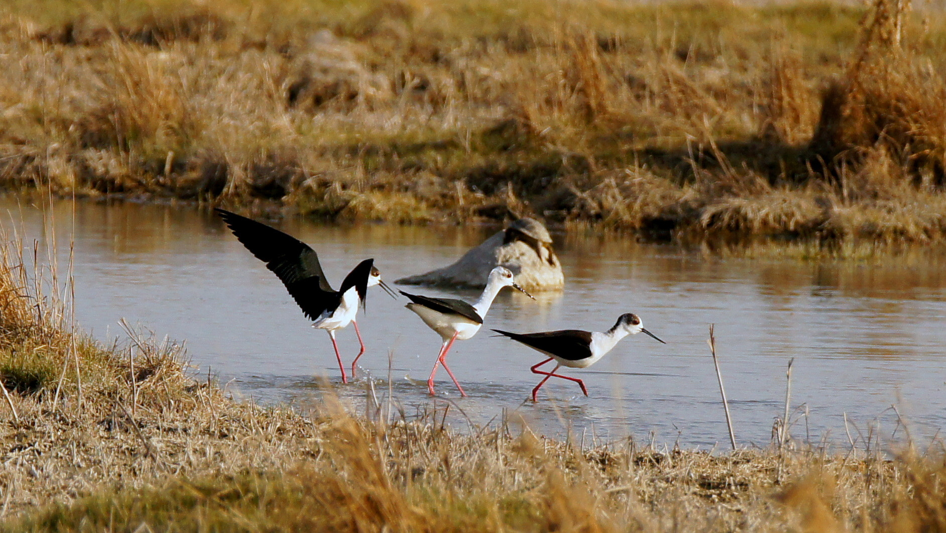 Sony SLT-A55 (SLT-A55V) + Tamron SP 150-600mm F5-6.3 Di VC USD sample photo. Trial.. photography