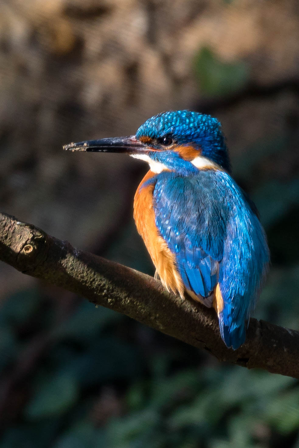 Canon EOS 760D (EOS Rebel T6s / EOS 8000D) + Canon EF 100-400mm F4.5-5.6L IS II USM sample photo. Kingfisher taking a break from excavating a nest photography