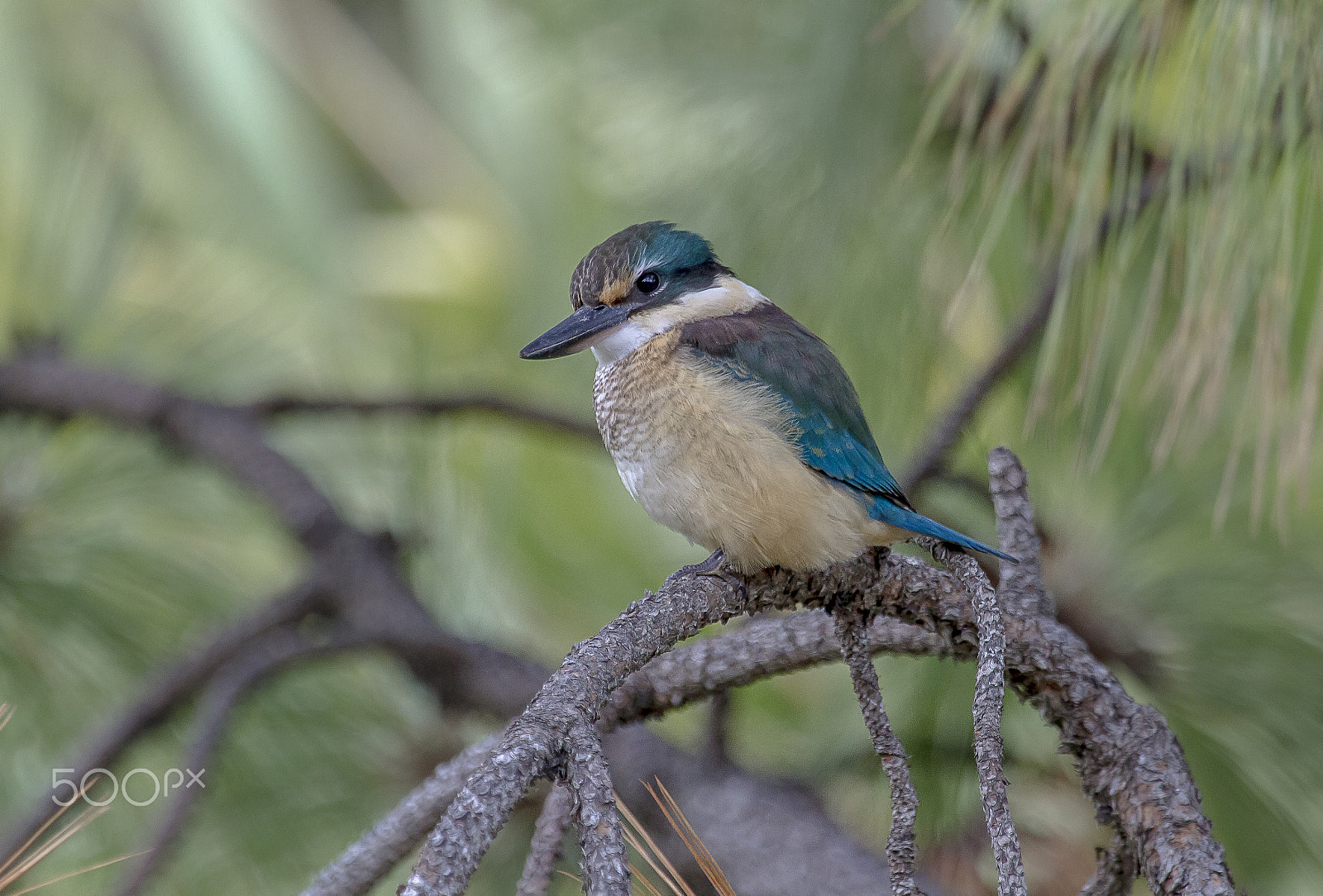 Canon EF 100-400mm F4.5-5.6L IS USM sample photo. Kingfisher photography