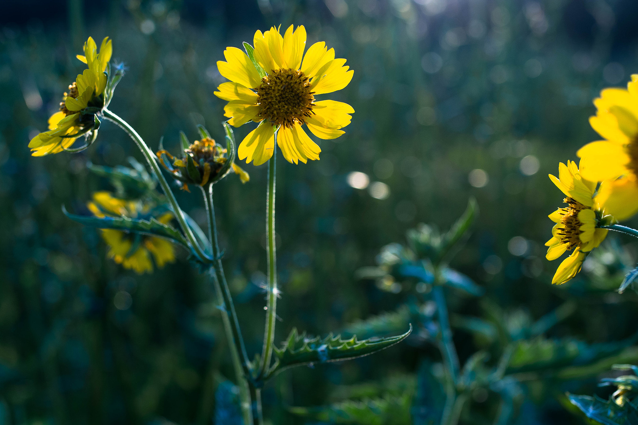 Nikon D7100 + Sigma 35mm F1.4 DG HSM Art sample photo. Flowers rise sun set photography