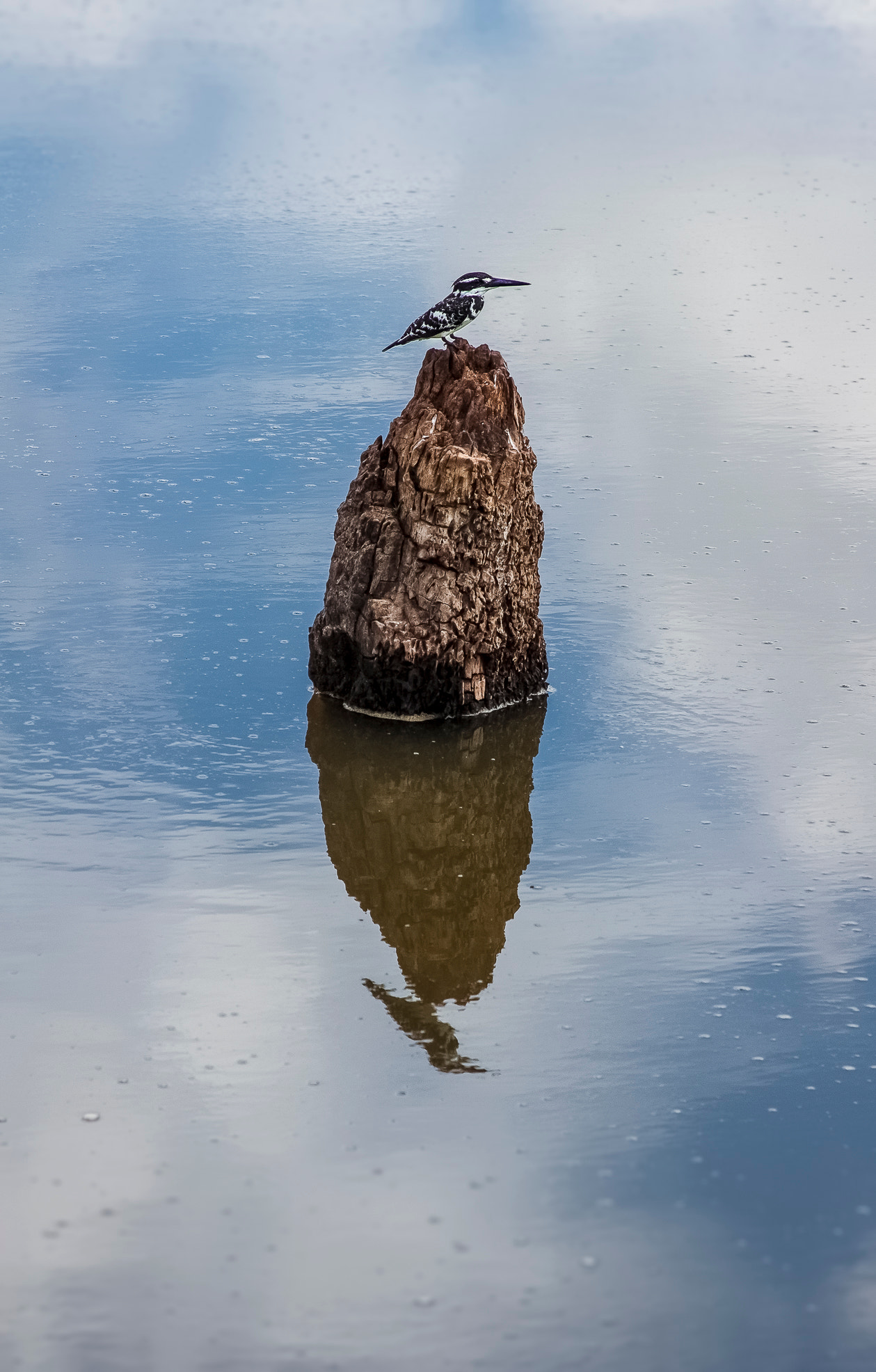 Canon EF 28-135mm F3.5-5.6 IS USM sample photo. Kingfisher black and white photography