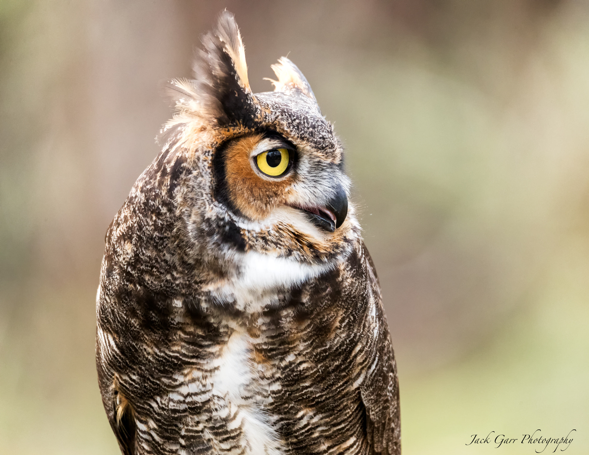Canon EOS-1D X Mark II + 150-600mm F5-6.3 DG OS HSM | Sports 014 sample photo. Great horned owl photography