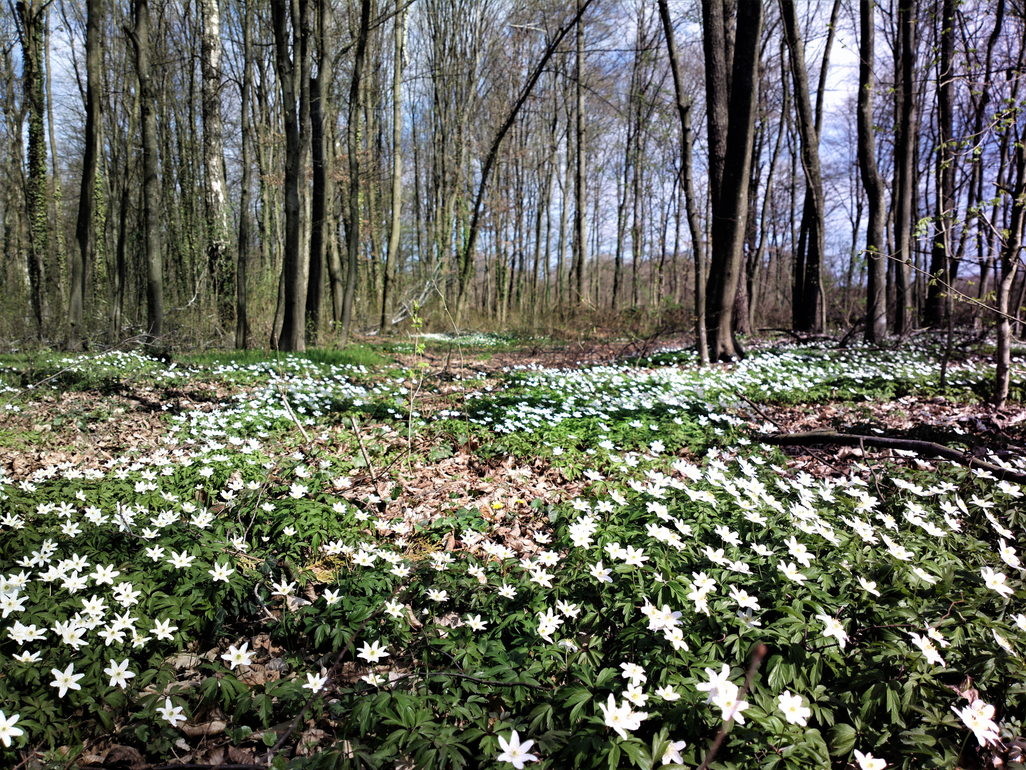 Nokia 808 PureView sample photo. Flower carpet photography
