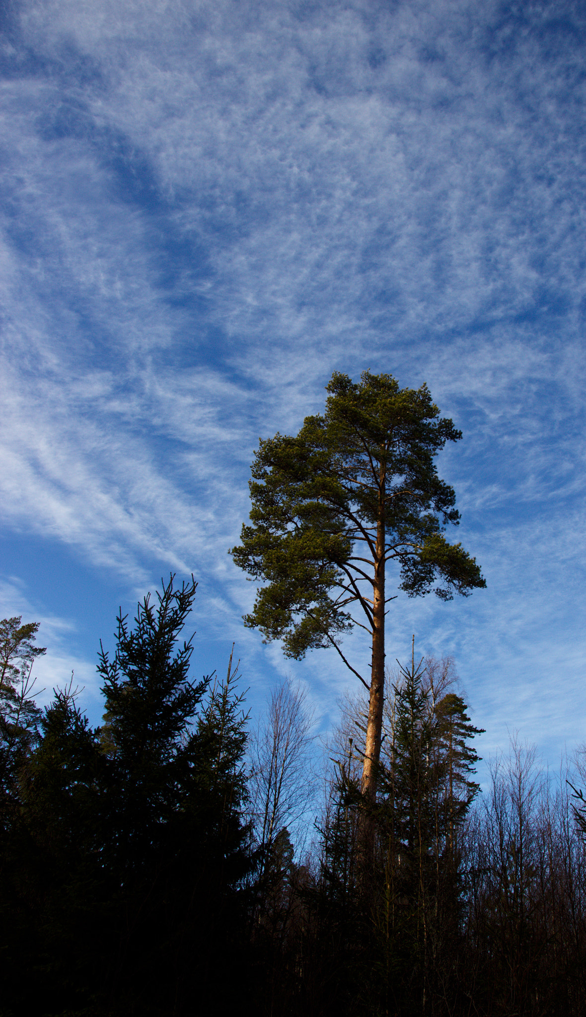 Canon EF-S 17-55mm F2.8 IS USM sample photo. Alone photography